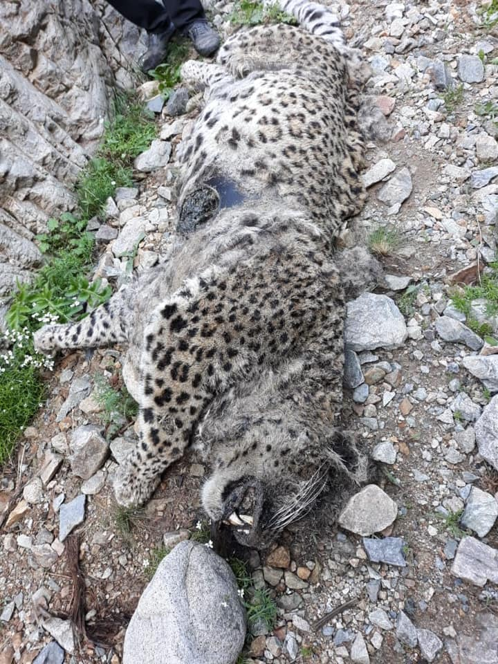 В Азербайджане найден погибший леопард - Леопард, Большие кошки, Семейство кошачьих, Дикие животные, Негатив, Животные, Дикая природа, Труп, , Азербайджан, Скелет, Фотография, Грусть, Печальный конец, Длиннопост