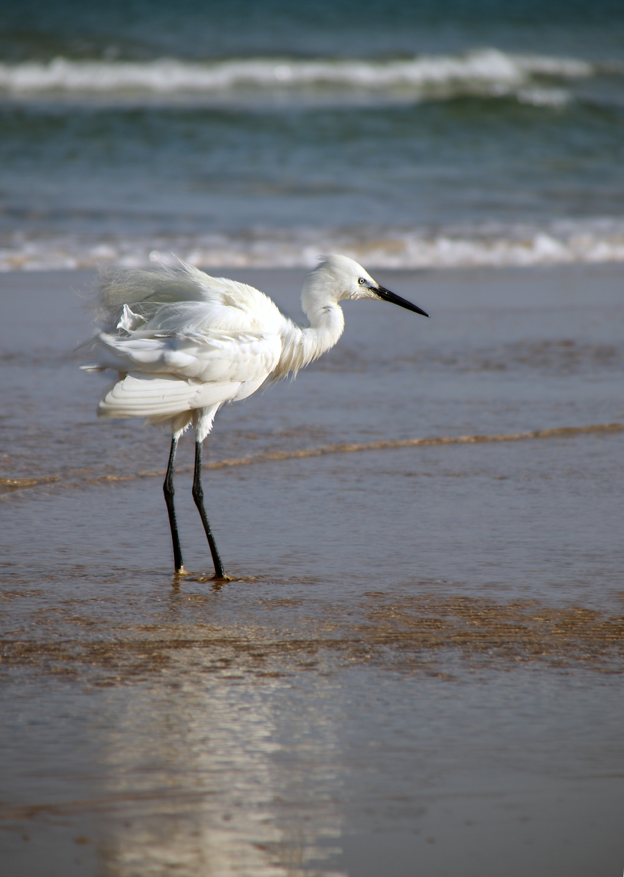 Herons - My, The photo, Egret, Birds, Mediterranean Sea, Longpost