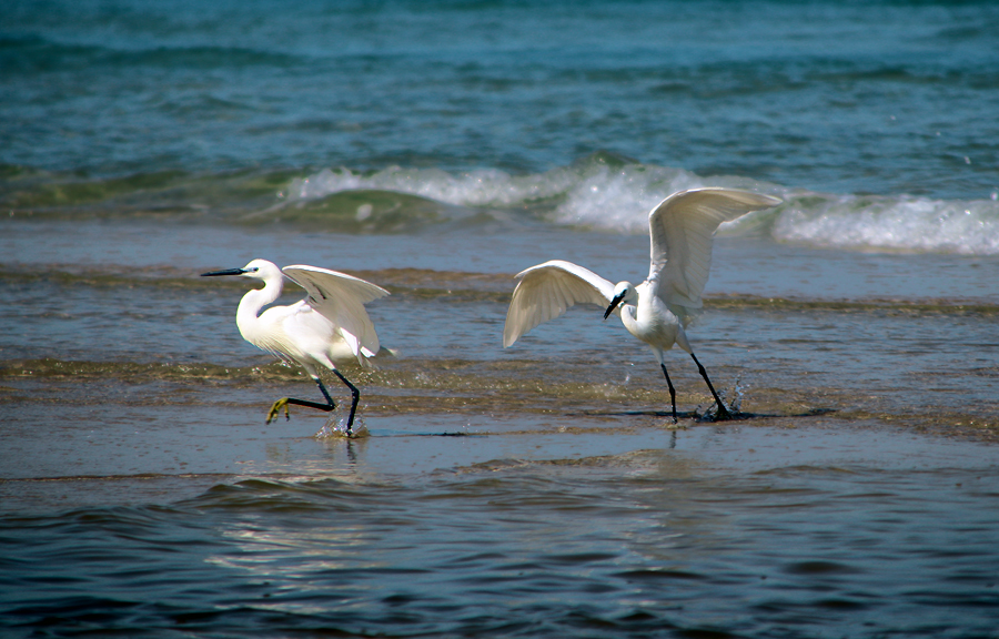 Herons - My, The photo, Egret, Birds, Mediterranean Sea, Longpost