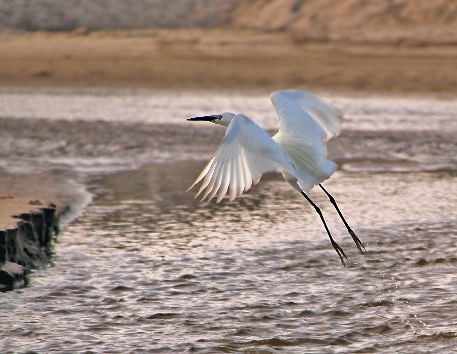 Herons - My, The photo, Egret, Birds, Mediterranean Sea, Longpost