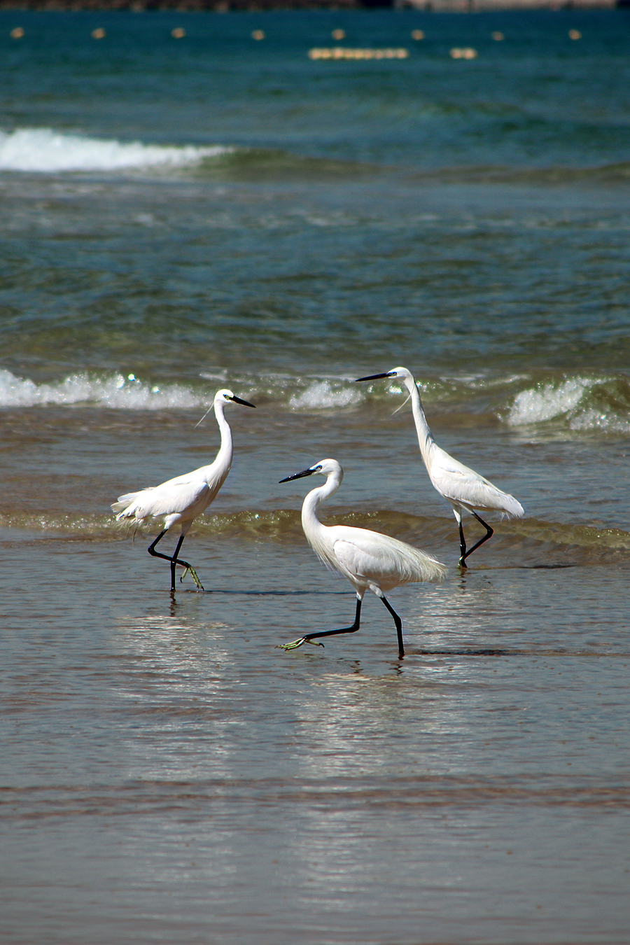 Herons - My, The photo, Egret, Birds, Mediterranean Sea, Longpost