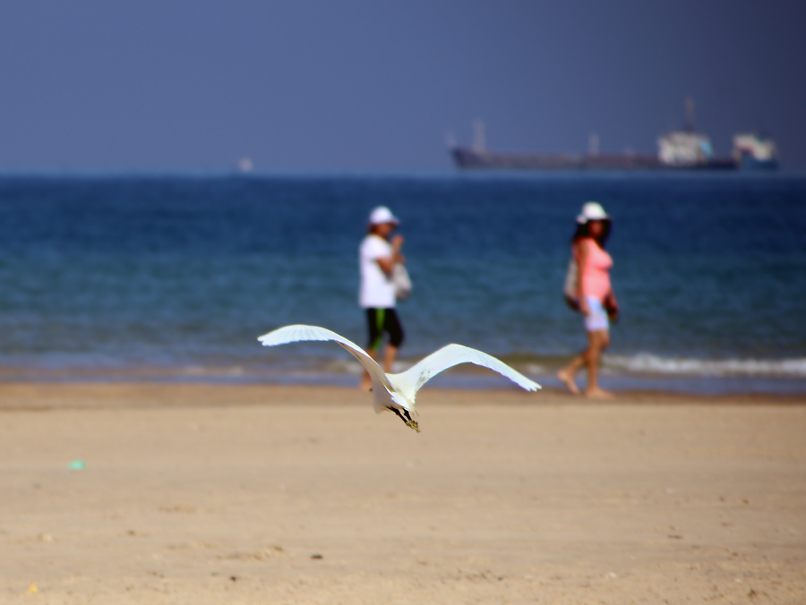 Herons - My, The photo, Egret, Birds, Mediterranean Sea, Longpost