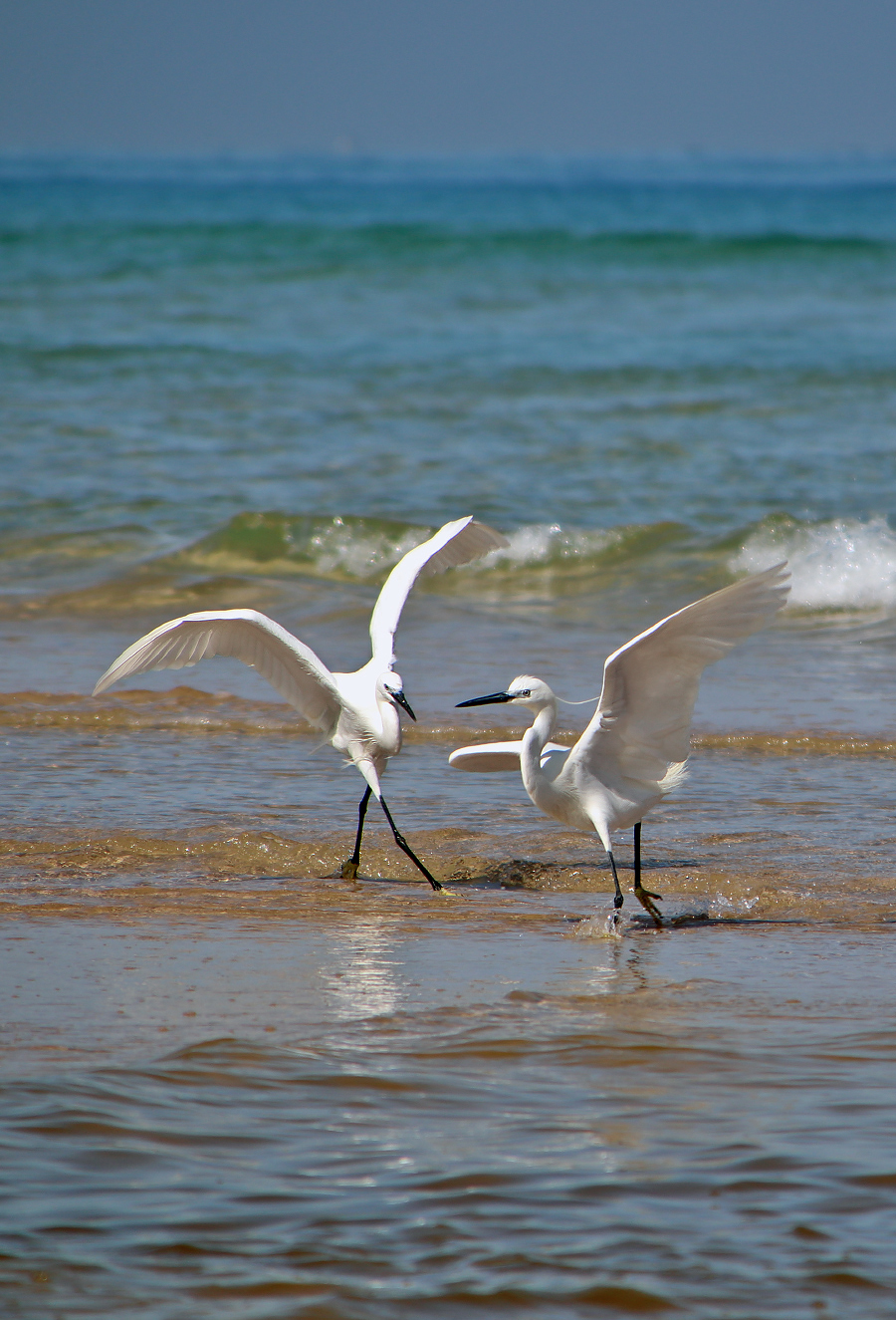 Herons - My, The photo, Egret, Birds, Mediterranean Sea, Longpost