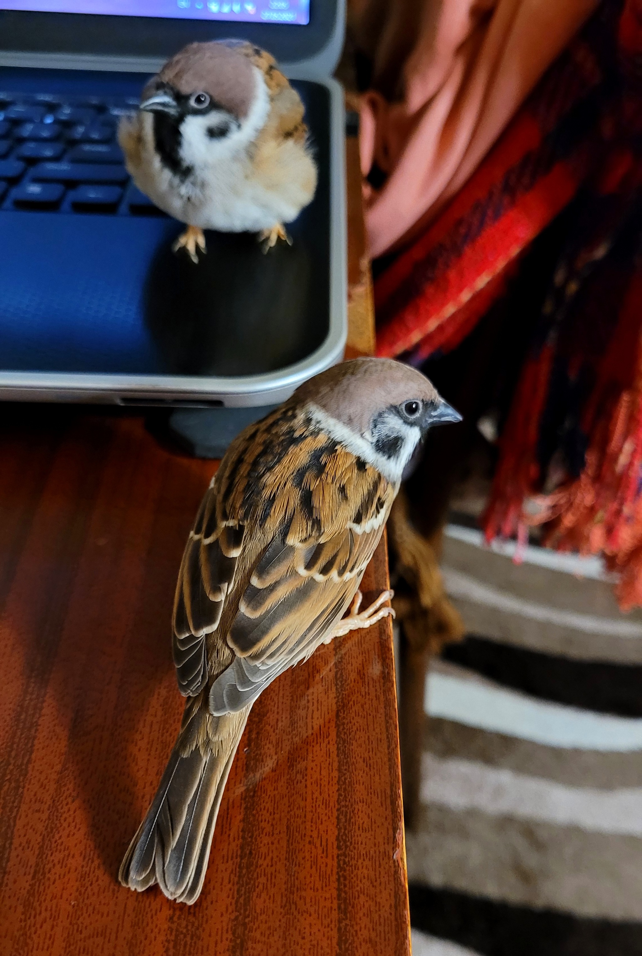 Evening gatherings of two ponytails - My, Birds, Sparrow, Sparrow Tosha, Longpost