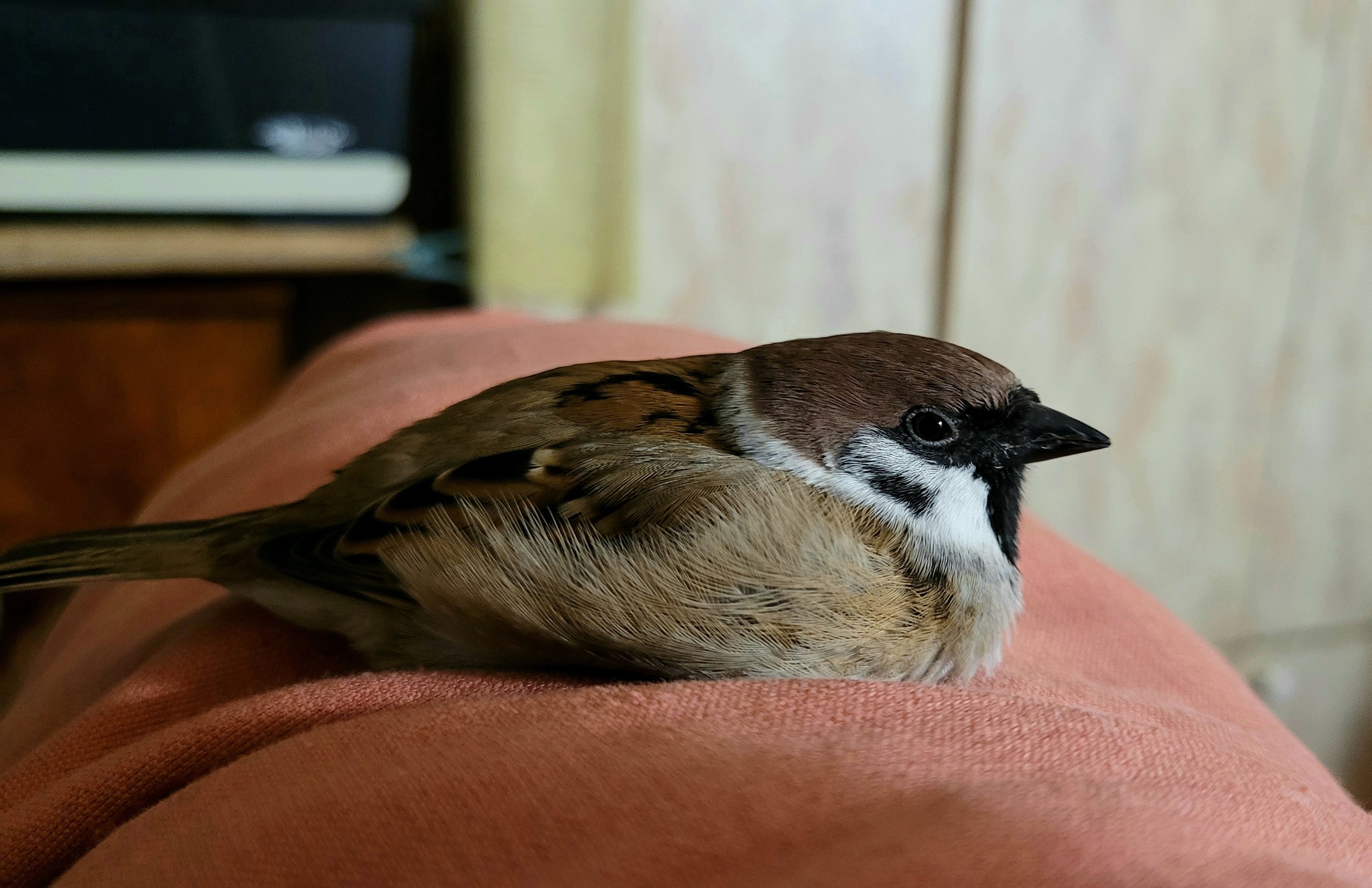 Evening gatherings of two ponytails - My, Birds, Sparrow, Sparrow Tosha, Longpost