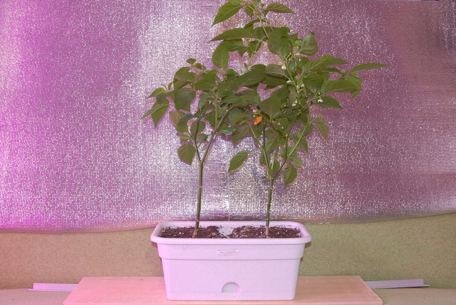 Northern peppers. Part 8 - My, Pepper farming, Hot peppers, Longpost, Pepper