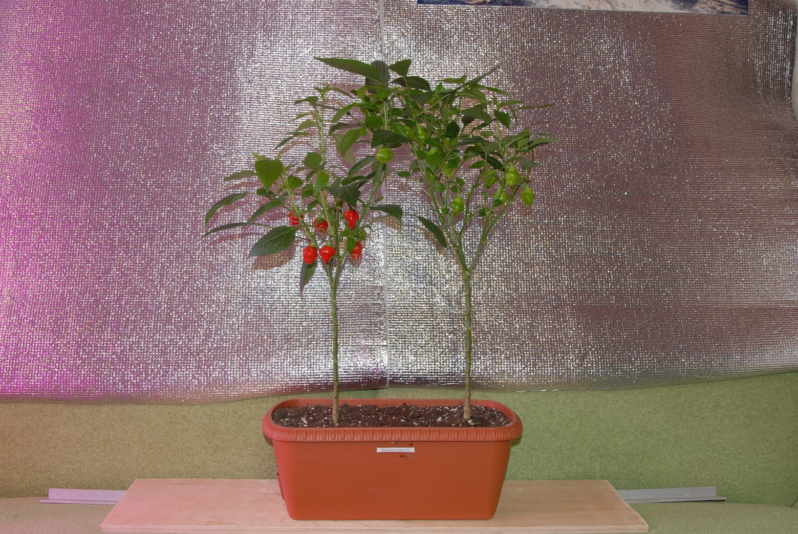 Northern peppers. Part 8 - My, Pepper farming, Hot peppers, Longpost, Pepper