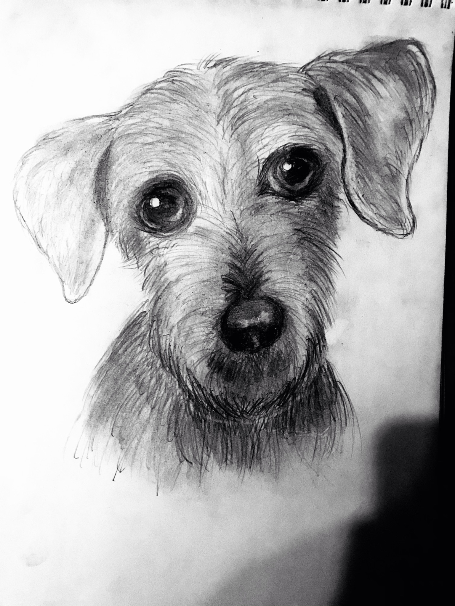 Рисунок собаки карандашом (Новичковый) | Пикабу