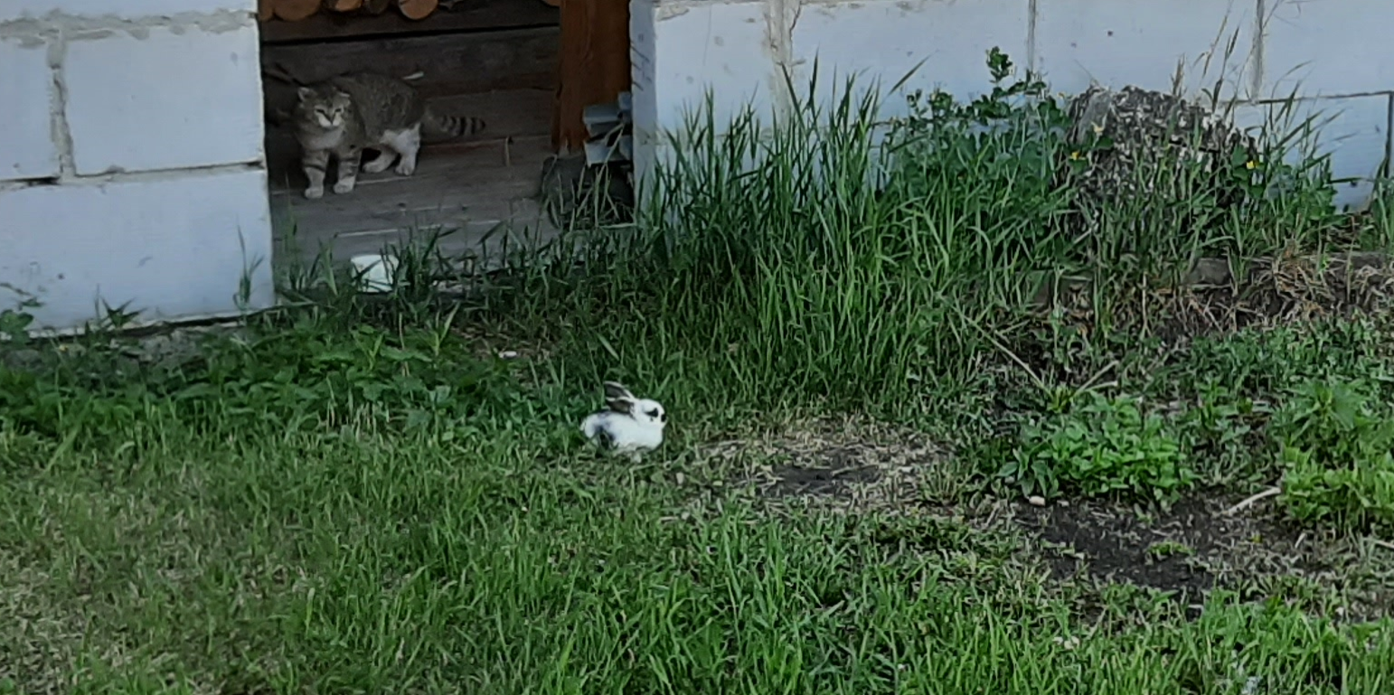 How to correctly assess the situation, plan an attack or tactical retreat (guide for seals) - My, cat, Rabbit, Livestock breeding, Longpost