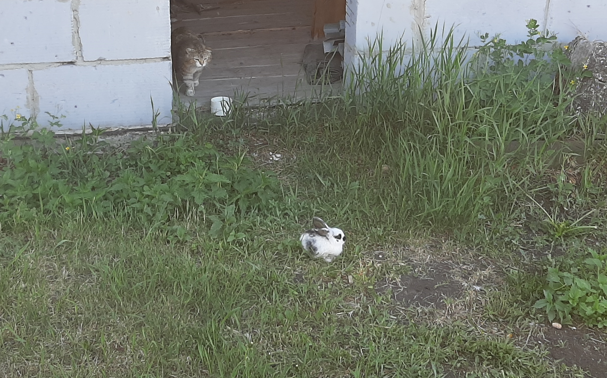 How to correctly assess the situation, plan an attack or tactical retreat (guide for seals) - My, cat, Rabbit, Livestock breeding, Longpost