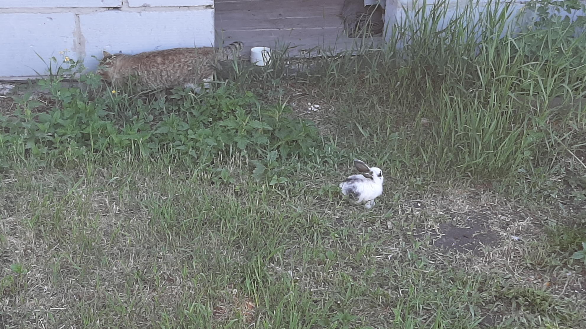 How to correctly assess the situation, plan an attack or tactical retreat (guide for seals) - My, cat, Rabbit, Livestock breeding, Longpost