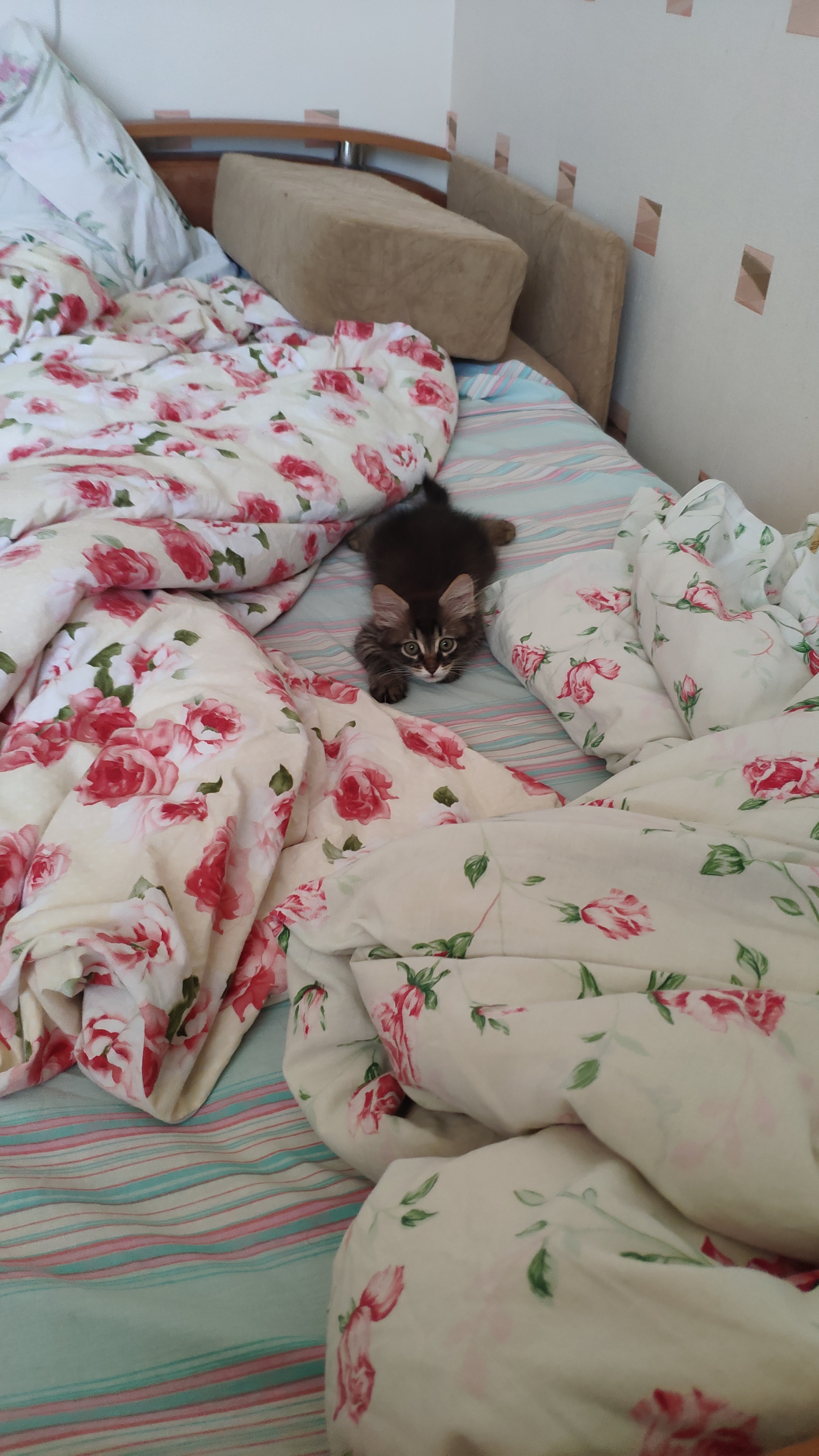 Meet Kamysh - My, Kittens, cat, Milota, Longpost, Pets