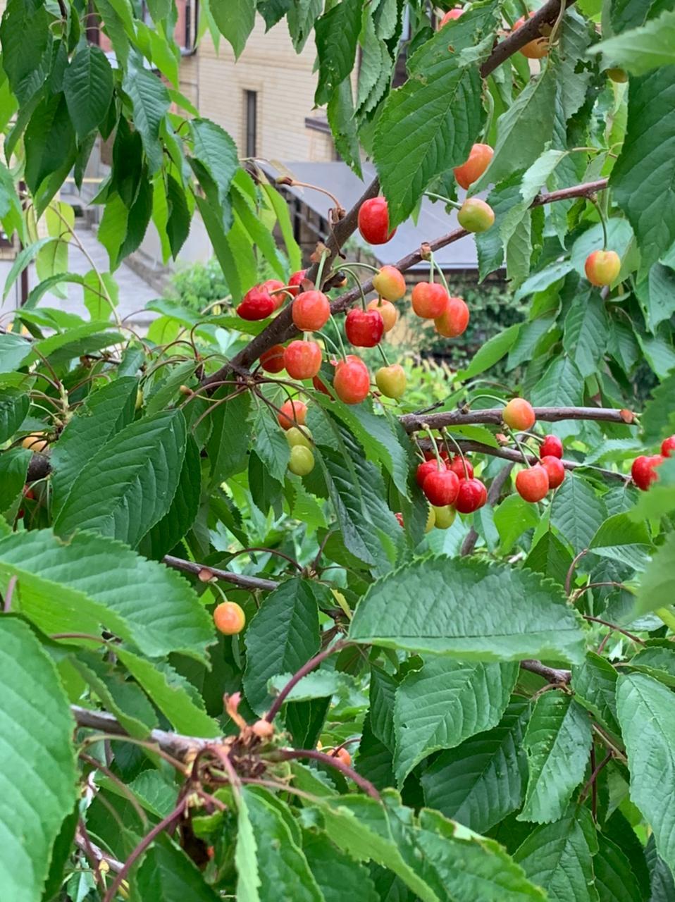 Sweet cherry! - My, Cherries, Anapa, Black Sea, Longpost