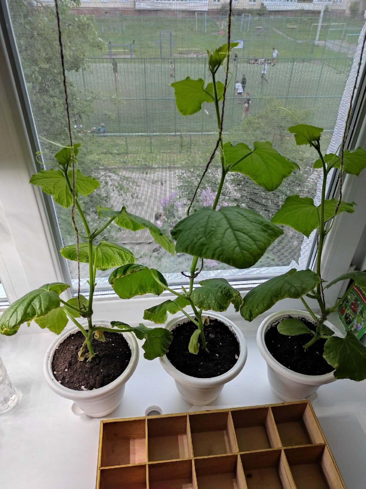 Continuation of the post Help in sprouting - My, Pepper, Tomatoes, Cucumbers, Habanero, Seedling, Hot peppers, Longpost