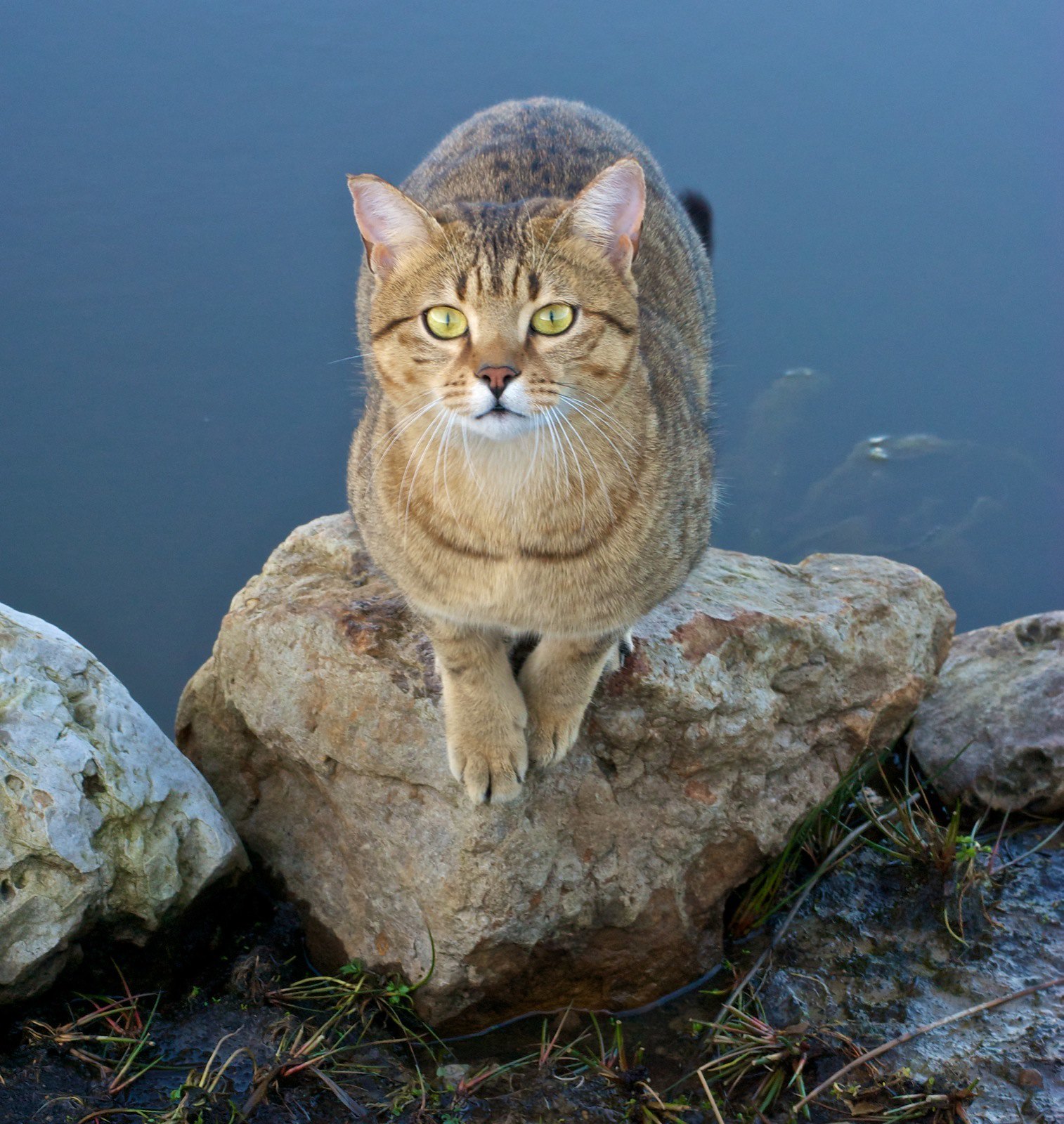 You came... - cat, Grey, Pond, Emotions