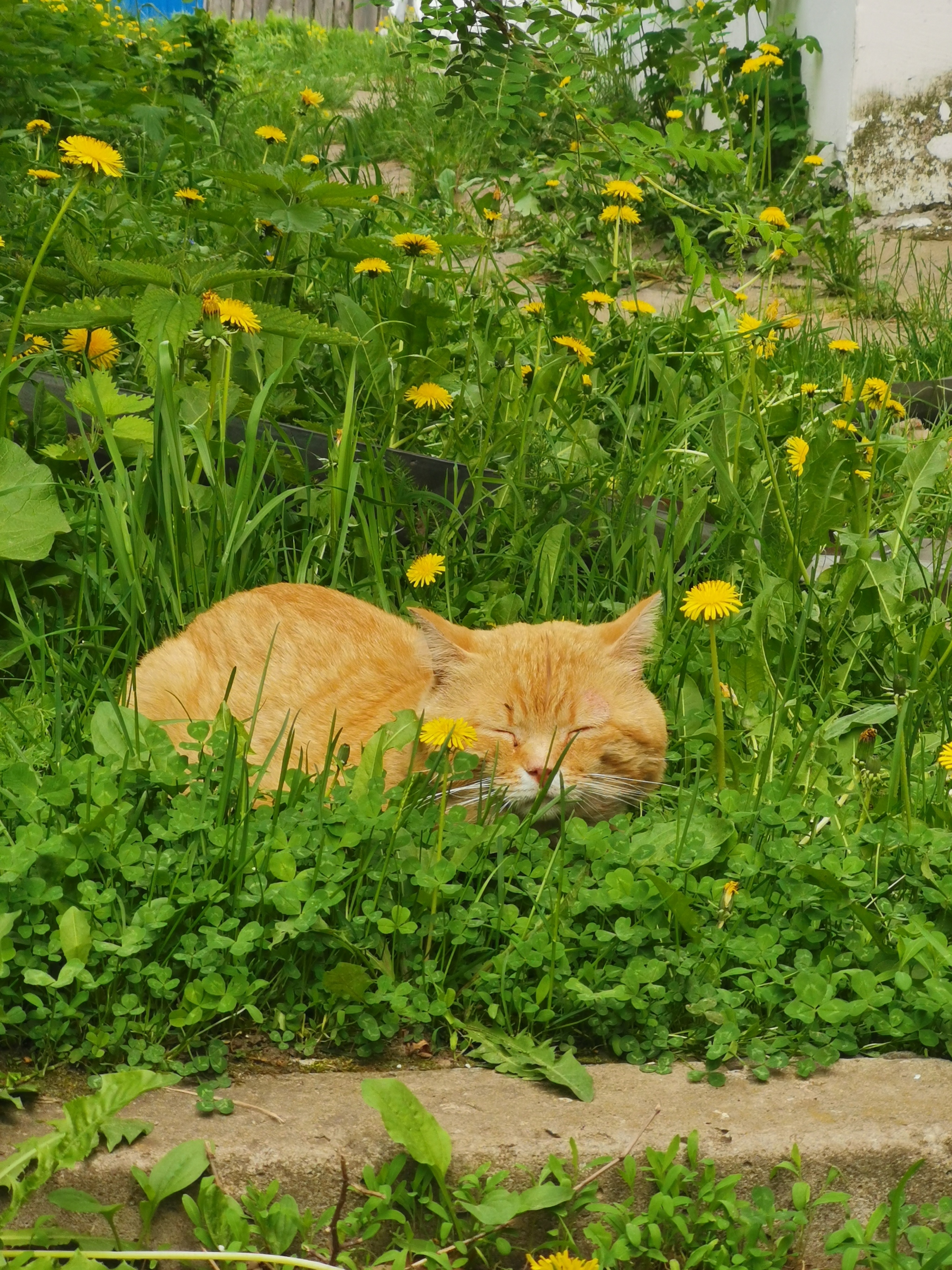 Sunny cat on a cloudy day - My, cat, Redheads, Spring, Dandelion, Milota, Good mood