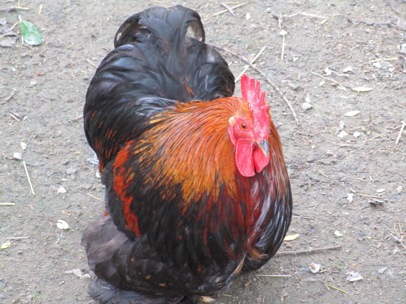 Farm at VDNKh, part 1 - My, VDNKh, Moscow, Animals, Birds, Zoo, The photo, Longpost