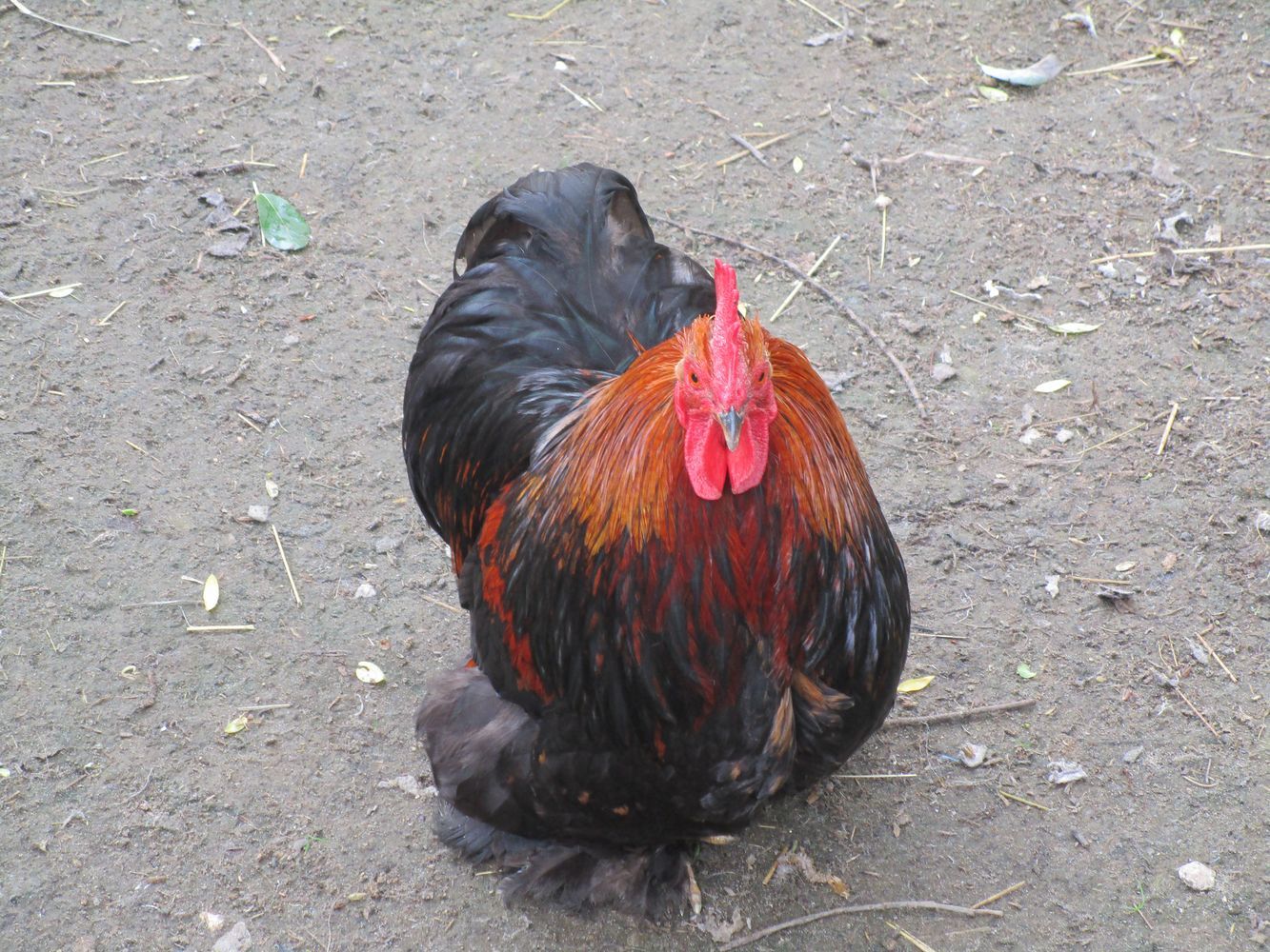 Farm at VDNKh, part 1 - My, VDNKh, Moscow, Animals, Birds, Zoo, The photo, Longpost