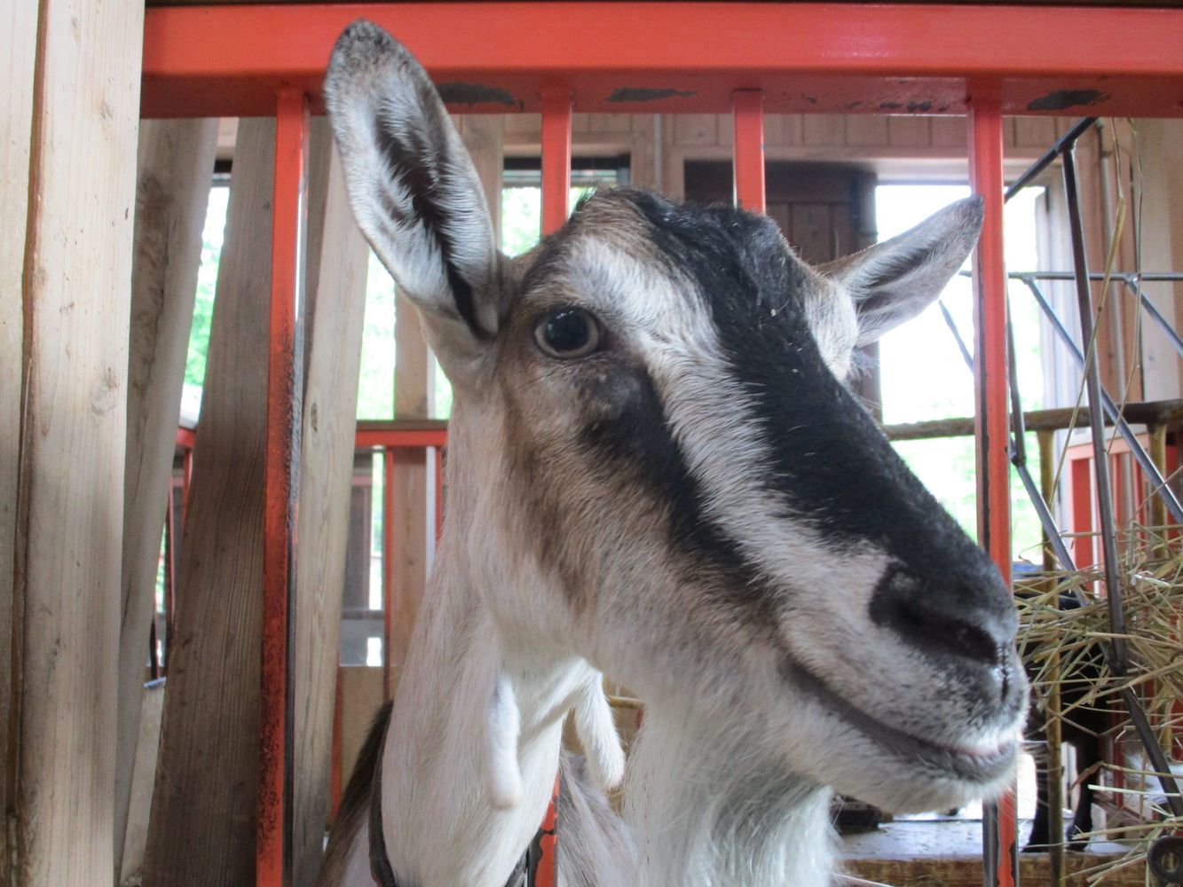 Farm at VDNKh, part 1 - My, VDNKh, Moscow, Animals, Birds, Zoo, The photo, Longpost