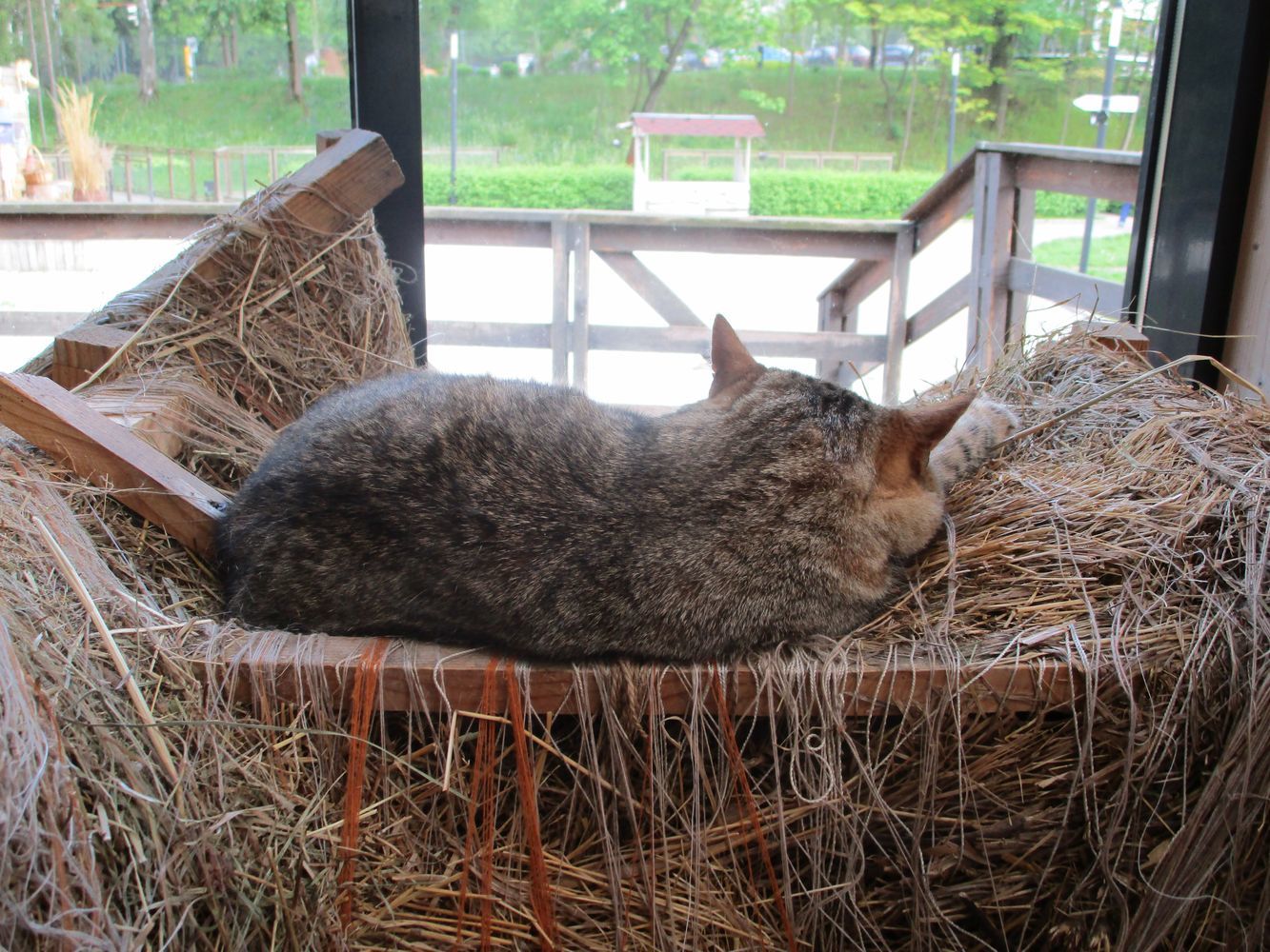 Farm at VDNKh, part 1 - My, VDNKh, Moscow, Animals, Birds, Zoo, The photo, Longpost