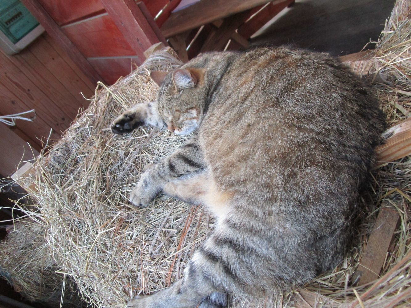 Farm at VDNKh, part 1 - My, VDNKh, Moscow, Animals, Birds, Zoo, The photo, Longpost