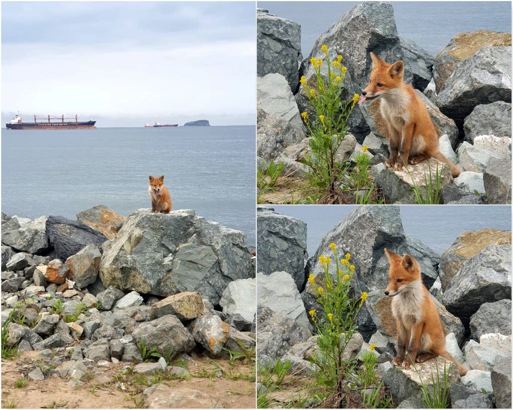 Fox cubs of Russkiy Island - My, Russian island, Fox, Fox cubs