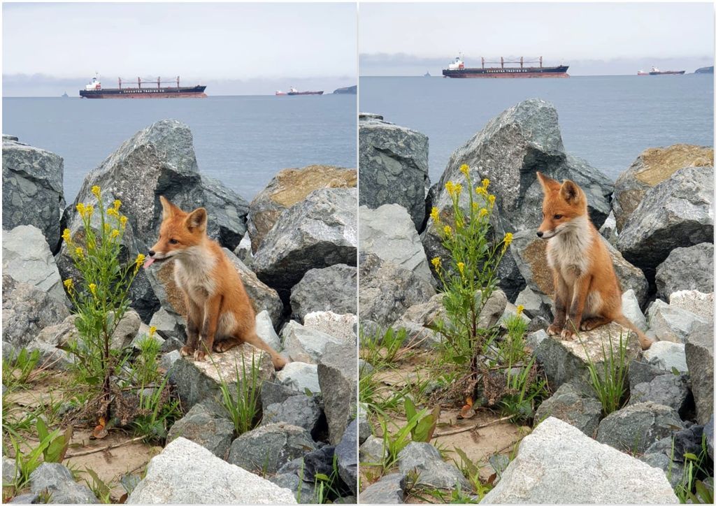 Fox cubs of Russkiy Island - My, Russian island, Fox, Fox cubs