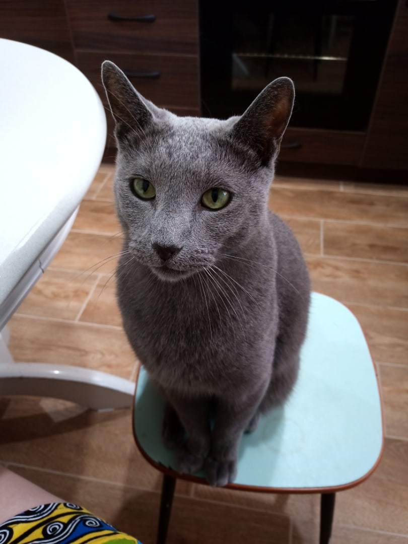 Since everyone will forgive the cats ... - My, cat, Russian blue, Longpost