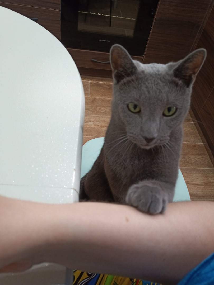 Since everyone will forgive the cats ... - My, cat, Russian blue, Longpost