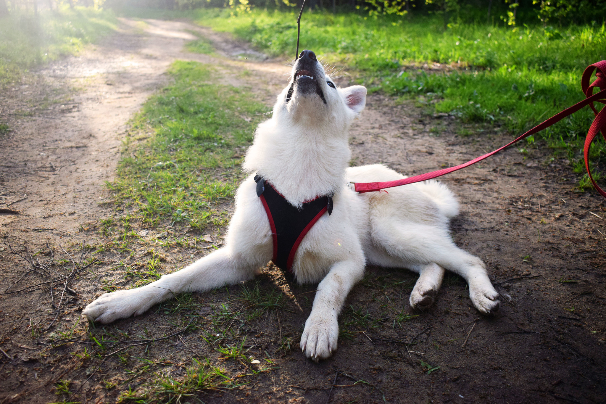 The day that changed everything - My, Puppies, Laika, In good hands, Moscow, Dog, Longpost