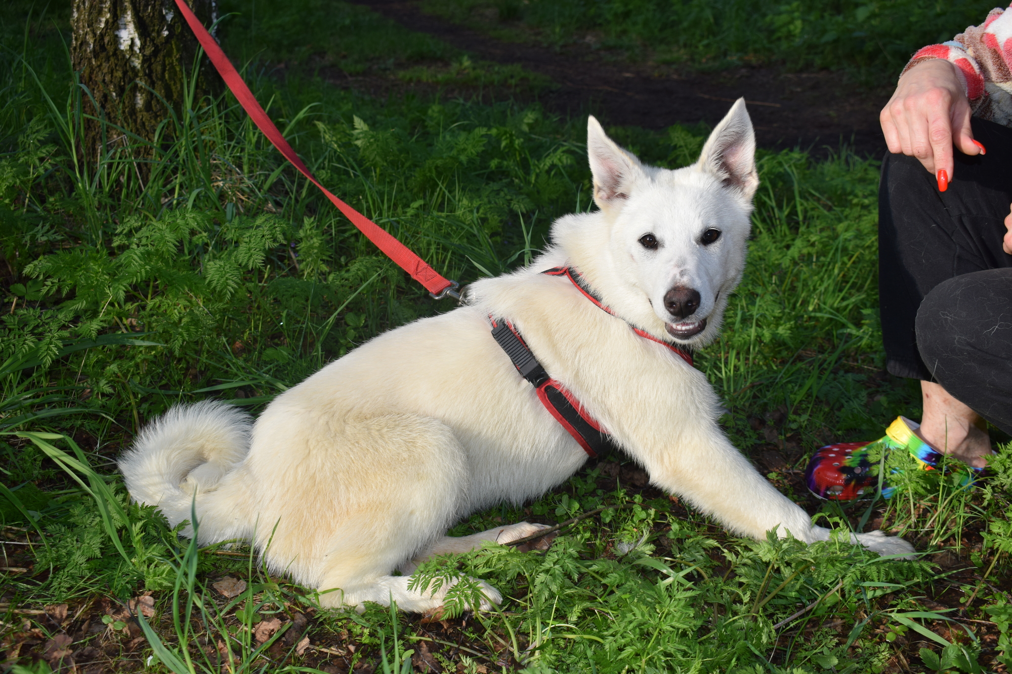 The day that changed everything - My, Puppies, Laika, In good hands, Moscow, Dog, Longpost