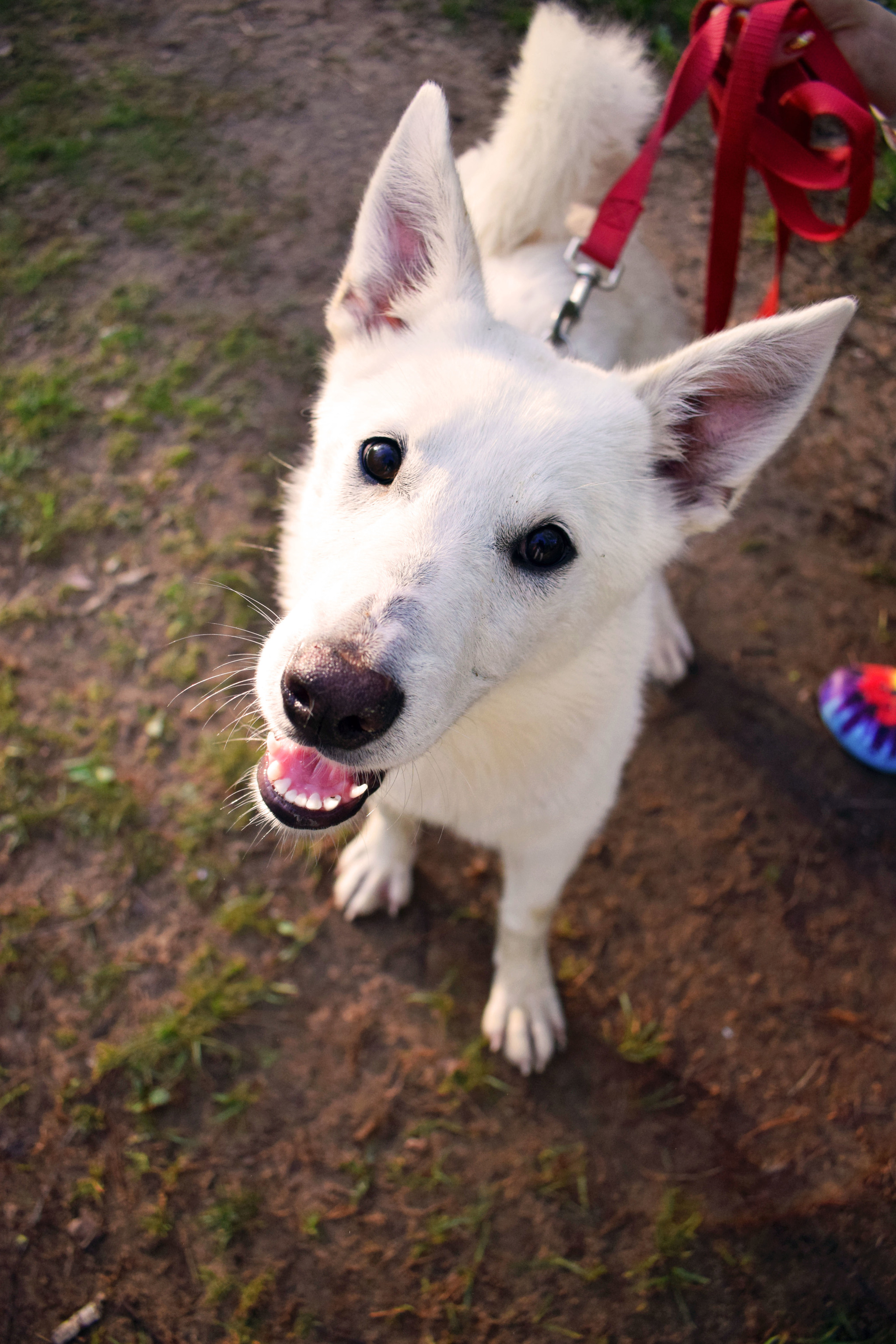 The day that changed everything - My, Puppies, Laika, In good hands, Moscow, Dog, Longpost