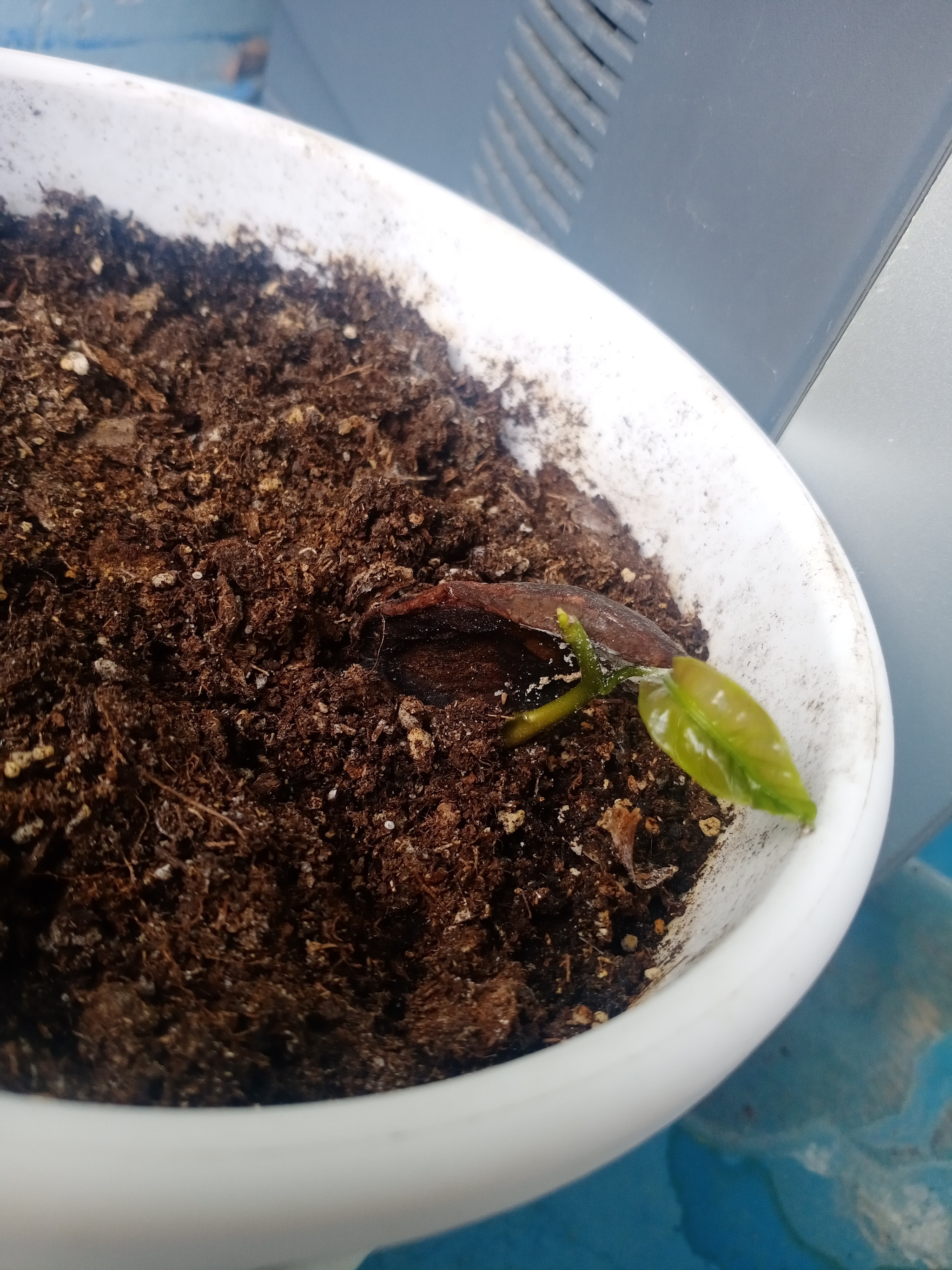 planted mango at home - My, Mango, Plant, Gardening, Houseplants, Plants, Longpost