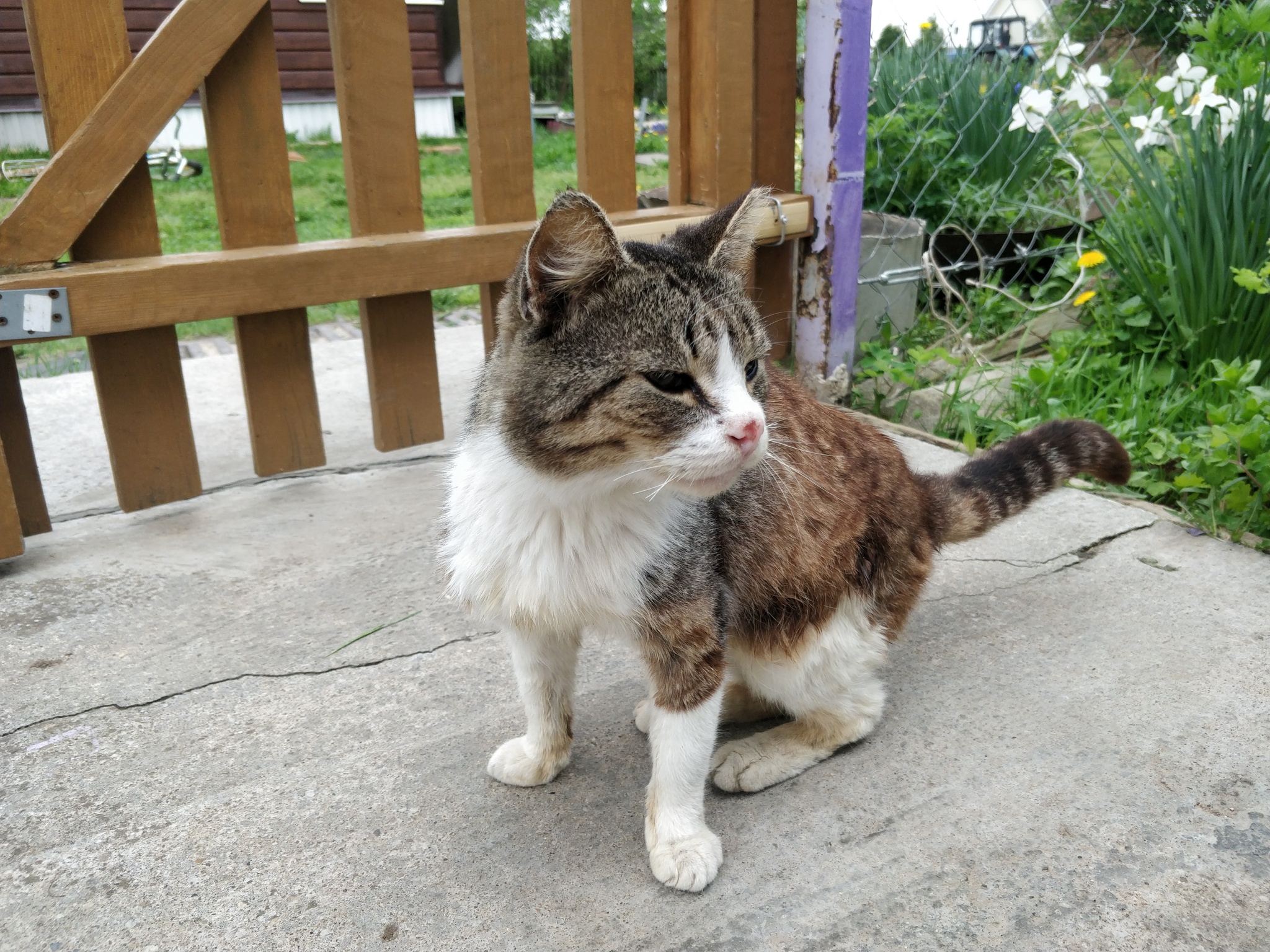 Village bully. - My, cat, Village, Summer, Nose