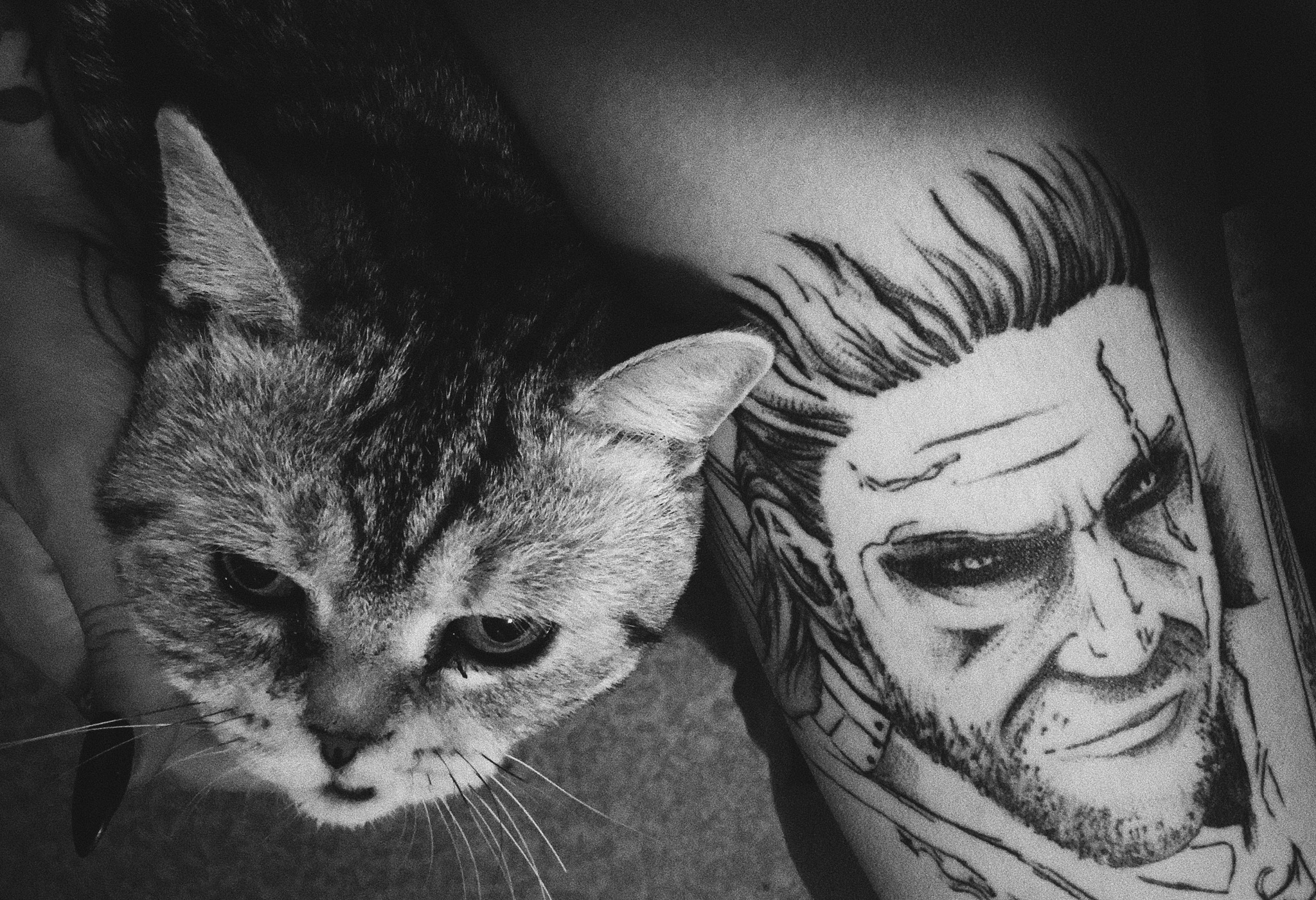 The cat and the witcher - My, cat, Scottish Straight, Geralt of Rivia, Tattoo