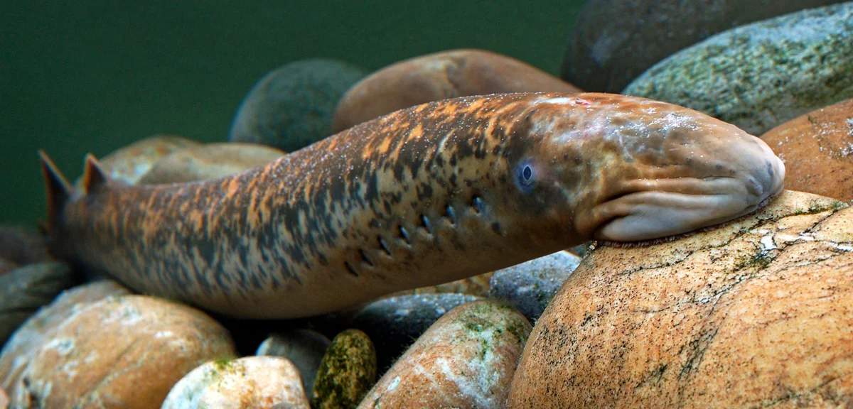 Lampreys: Many seriously believe that this is a fish, but it is not! Who are you, dangerous vampire from our rivers? - Lamprey, Parasites, Monster, Animal book, Yandex Zen, Longpost