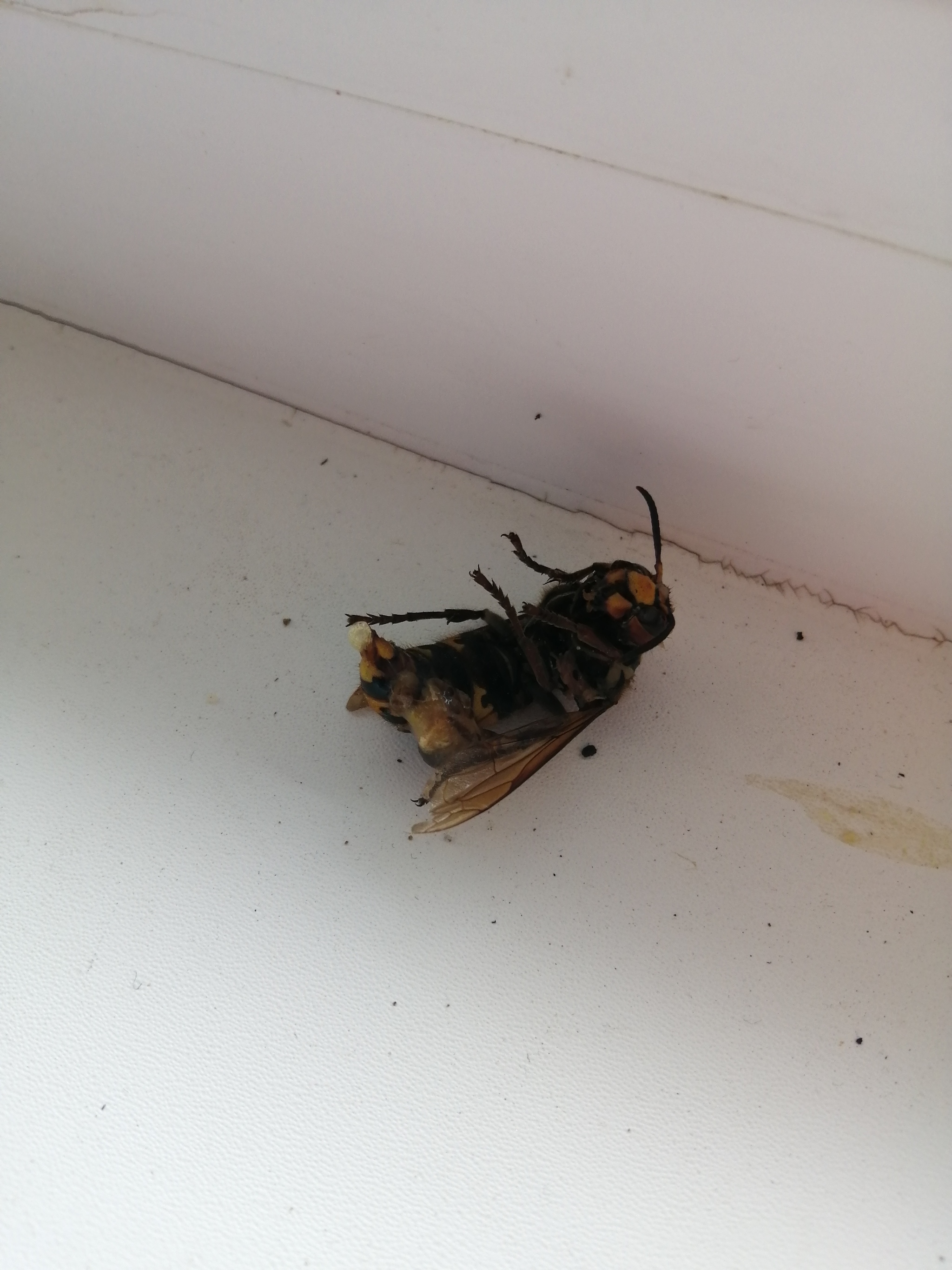 What's this? - Insects, Fearfully, Need advice, Longpost, What's this?, Hornet