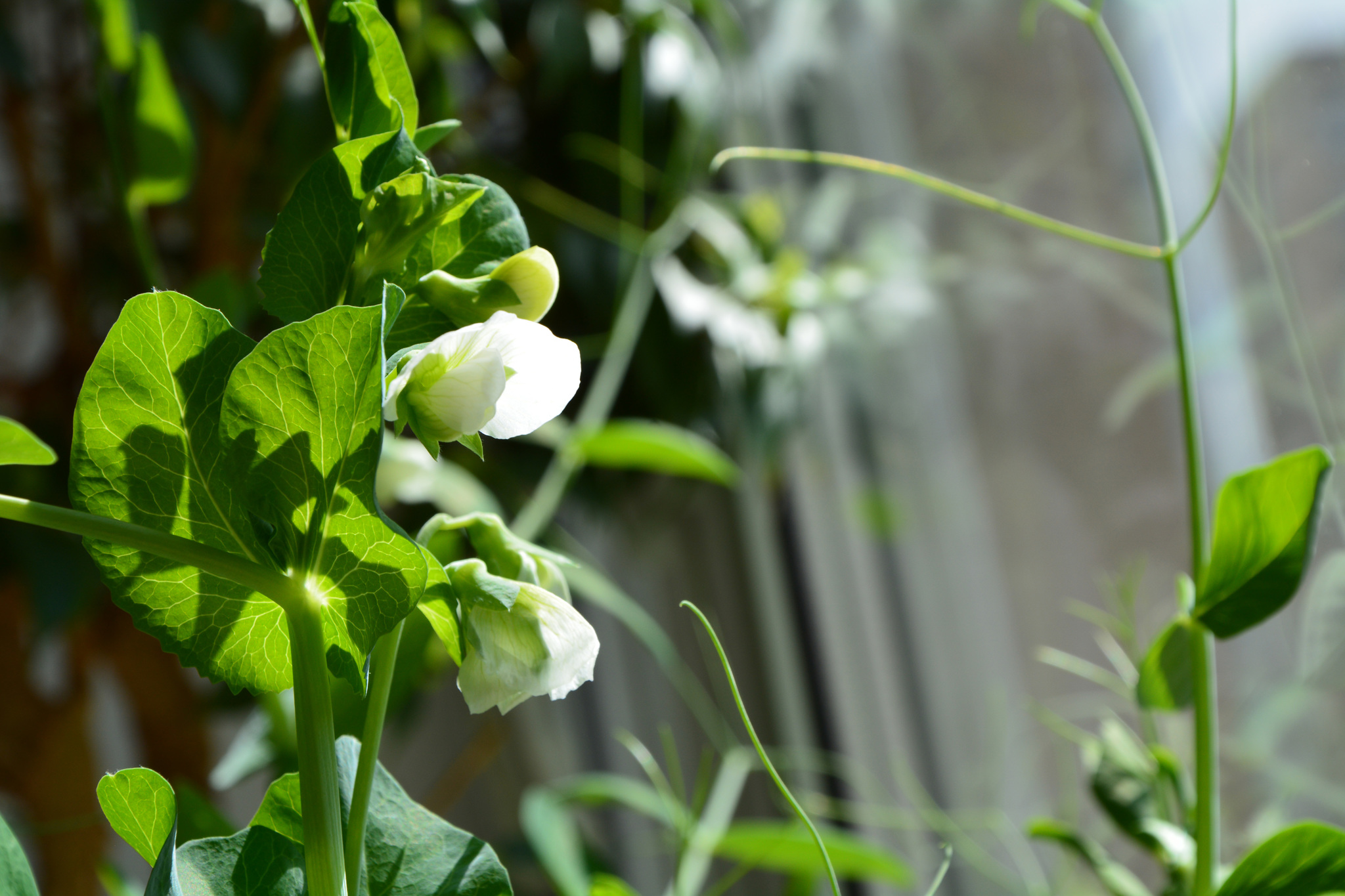 Pea - My, Peas, Harvest, The photo, Windowsill