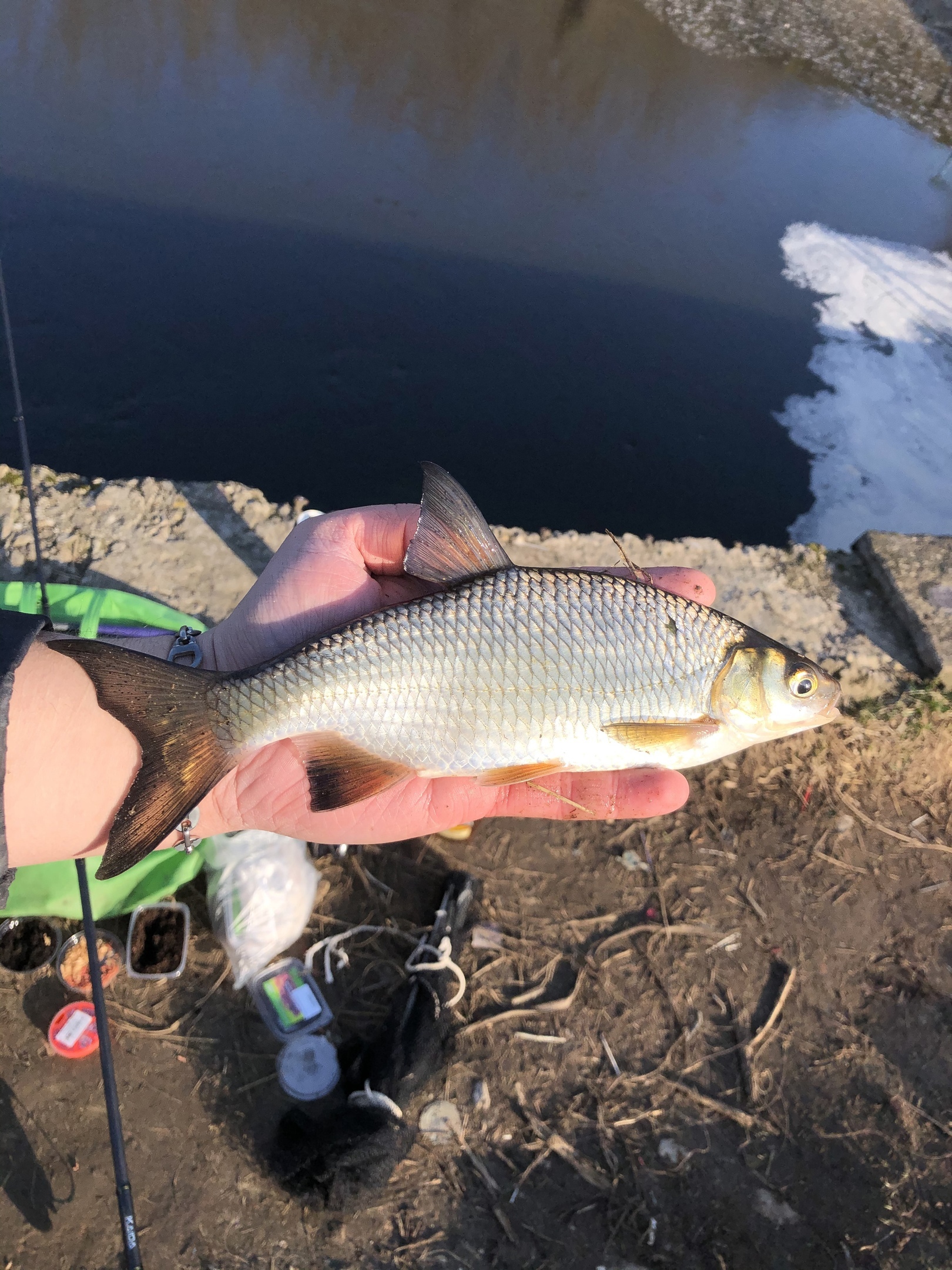 What kind of fish? - My, Fishing, A fish, What's this?, Catch, Fishing rod, Moscow River, Longpost