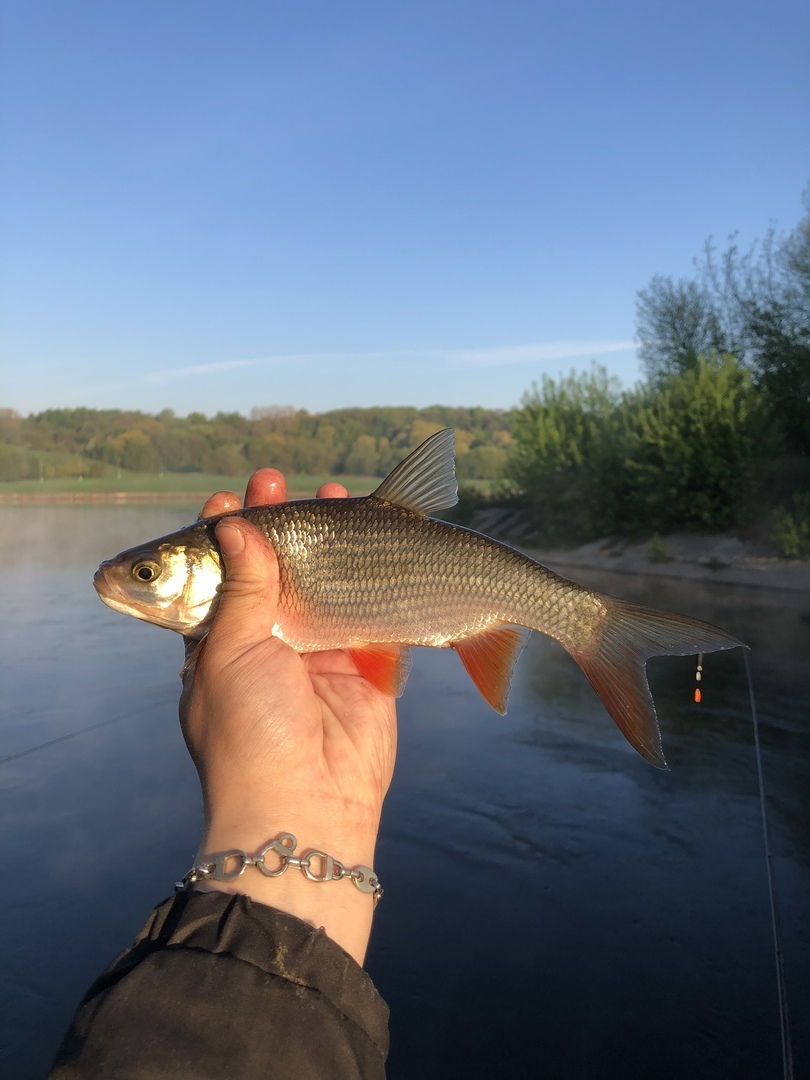 What kind of fish? - My, Fishing, A fish, What's this?, Catch, Fishing rod, Moscow River, Longpost