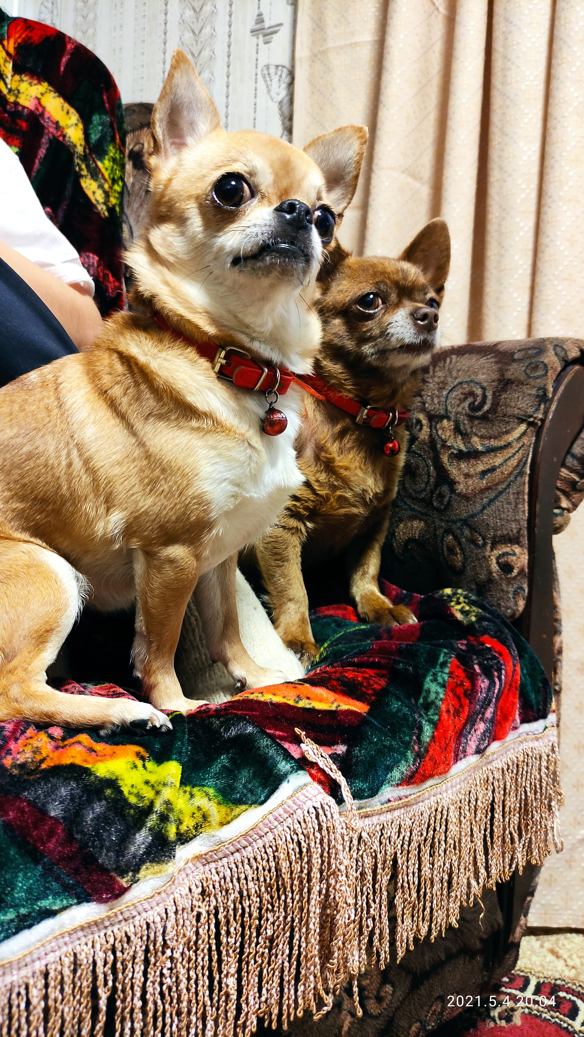 Chihuahuas - My, Dog, Milota