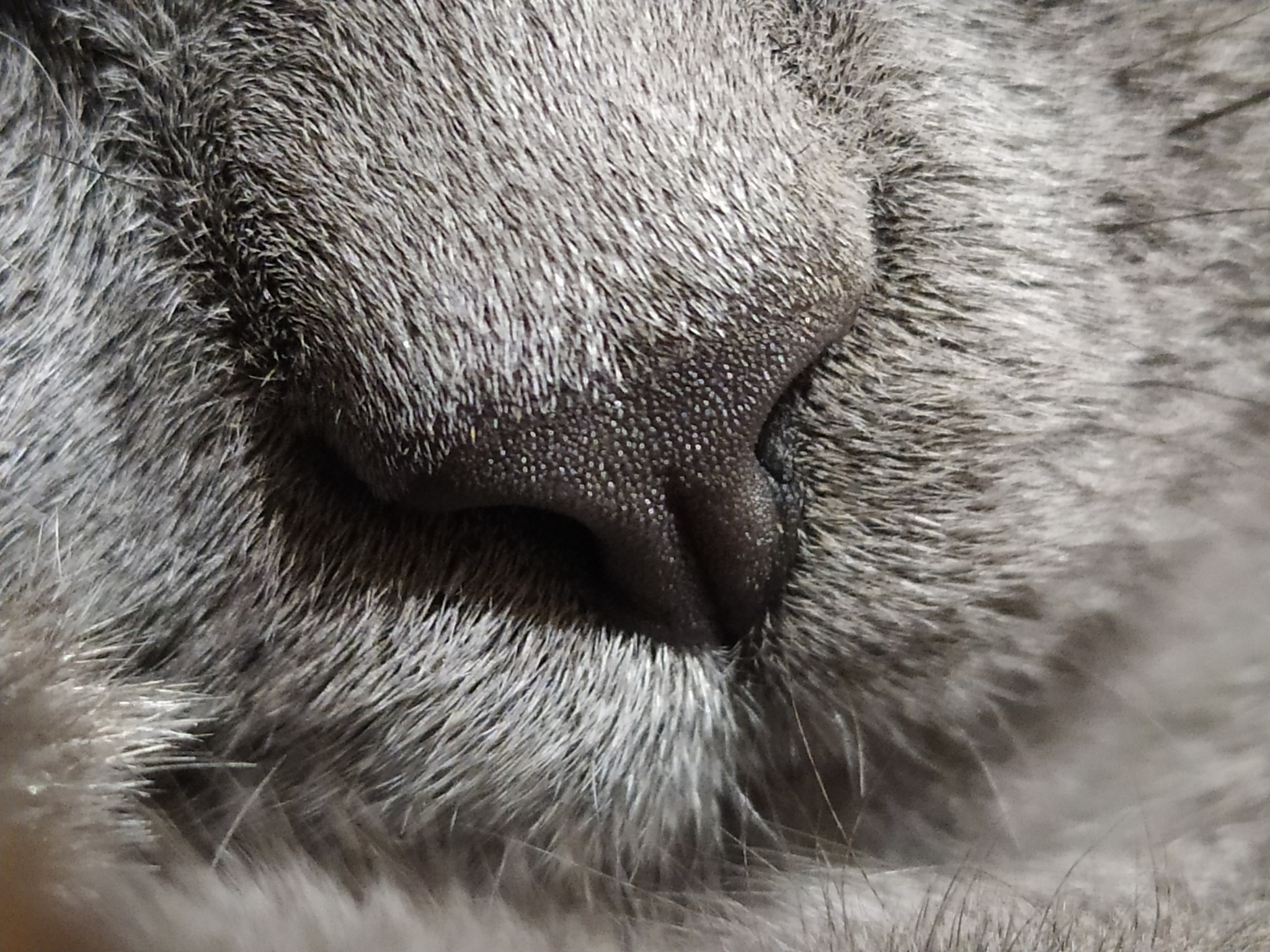 cat noses - My, cat, Milota, Nose