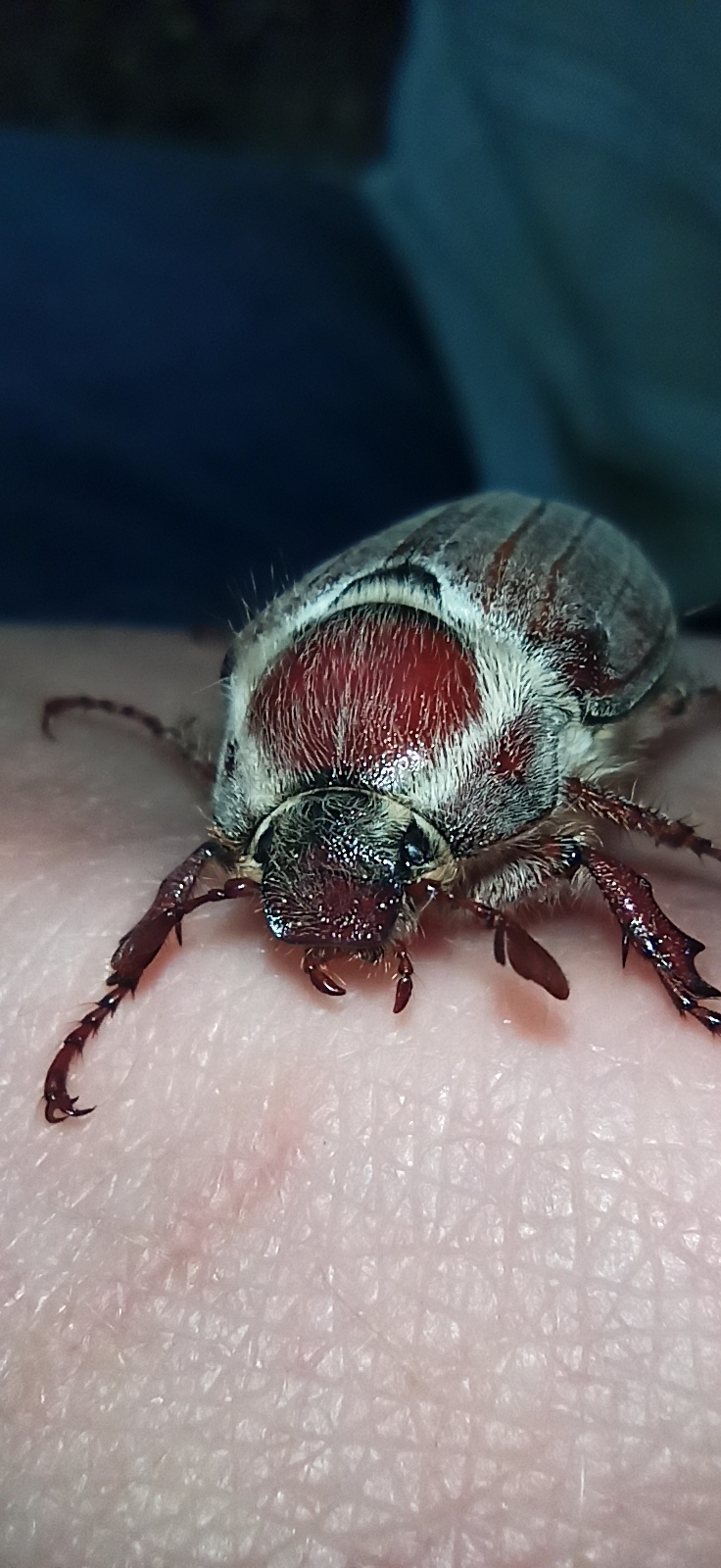 Fluffy - My, Macro photography, Chafer, Longpost