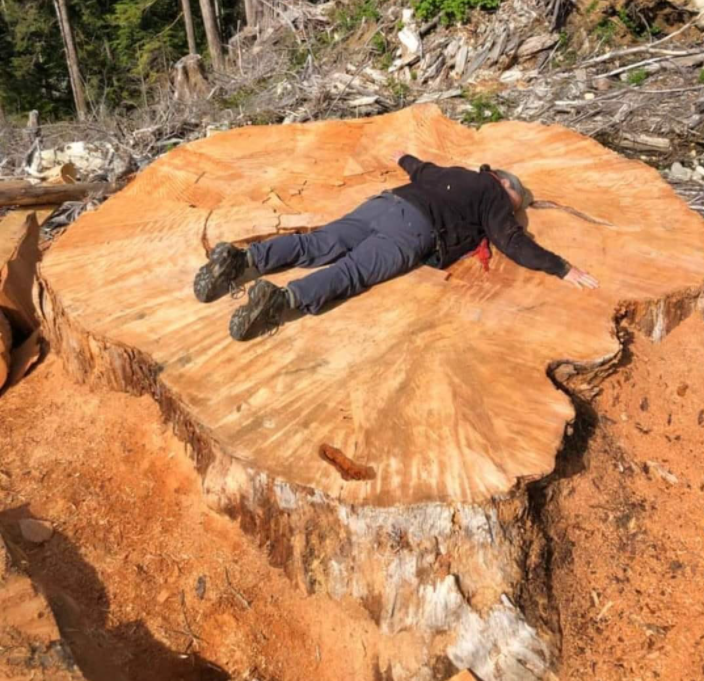 He sawed down our Christmas tree to the very root - Tree, Big size, Sawed off, Stump