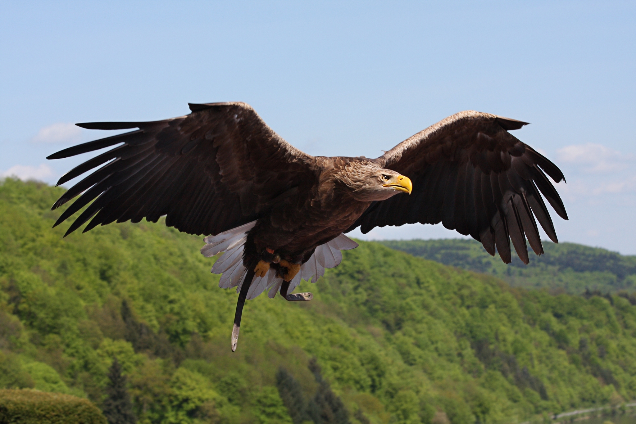 The Red Book Long-tailed Eagle was spotted in the south of the Krasnoyarsk Territory for the first time in 40 years - My, Ornithology, Red Book, Krasnoyarsk region, Sayano-Shushensky Reserve, Birds, Eagle