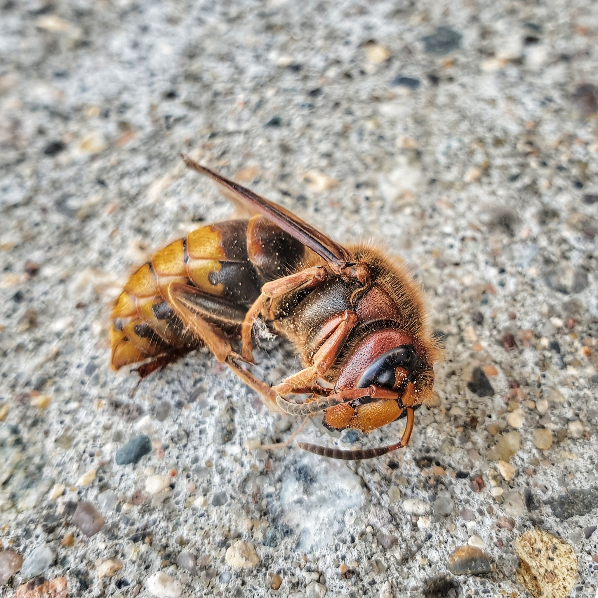 Entertaining entomology - My, Insects, Mobile photography, Hornet