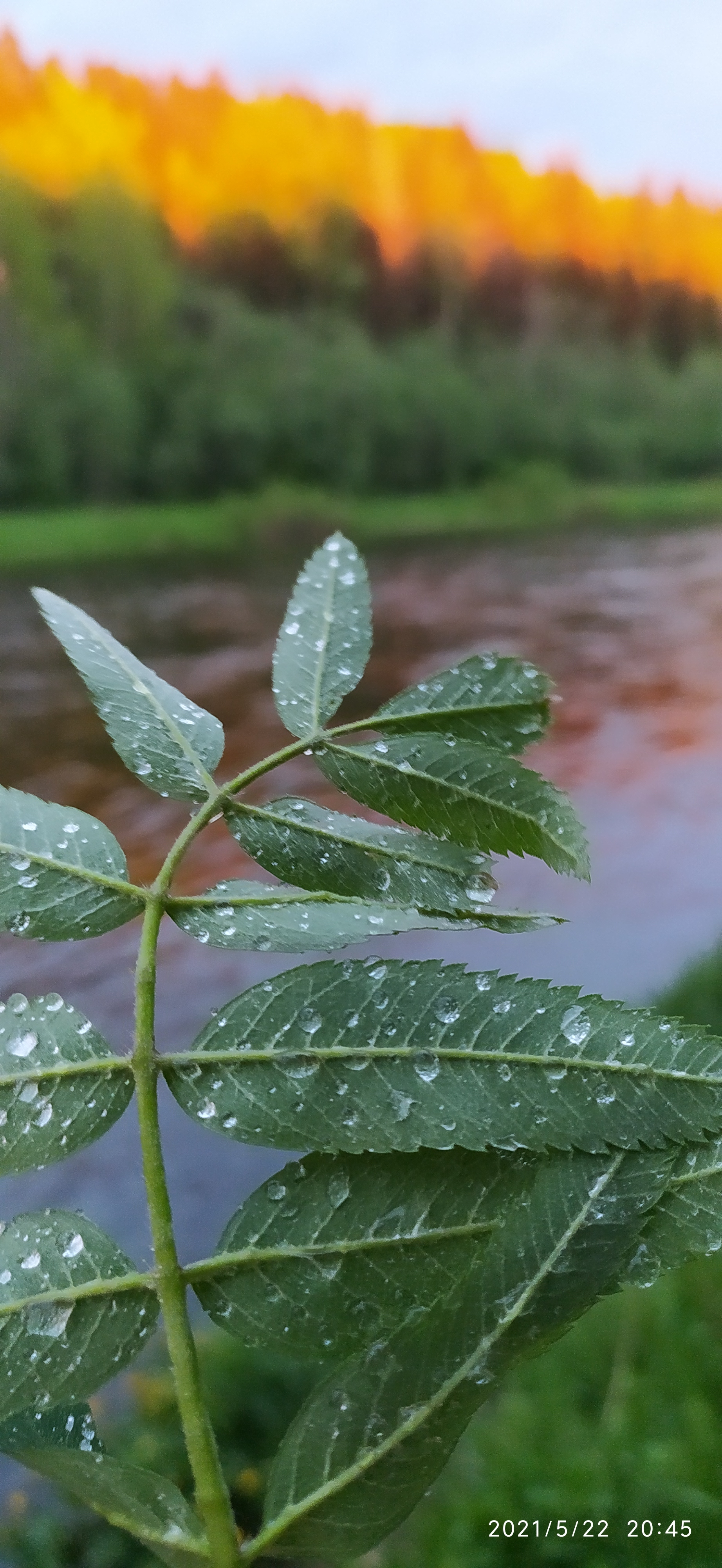 nature weekend - My, The photo, Nature, Tver region, Camping, Landscape, Mobile photography, Longpost