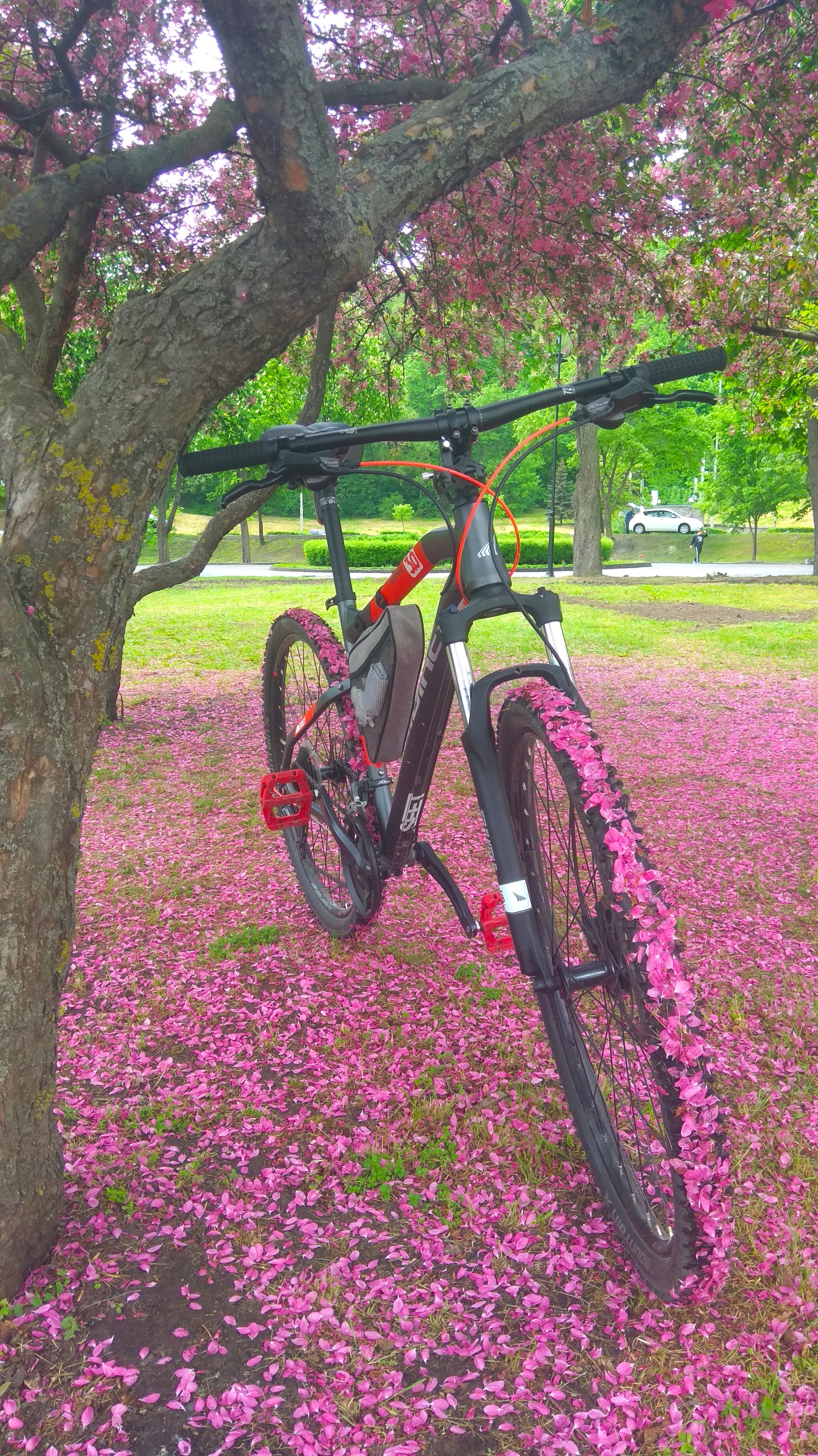 horse in apples - My, Apple tree, A bike, Flowers, The photo