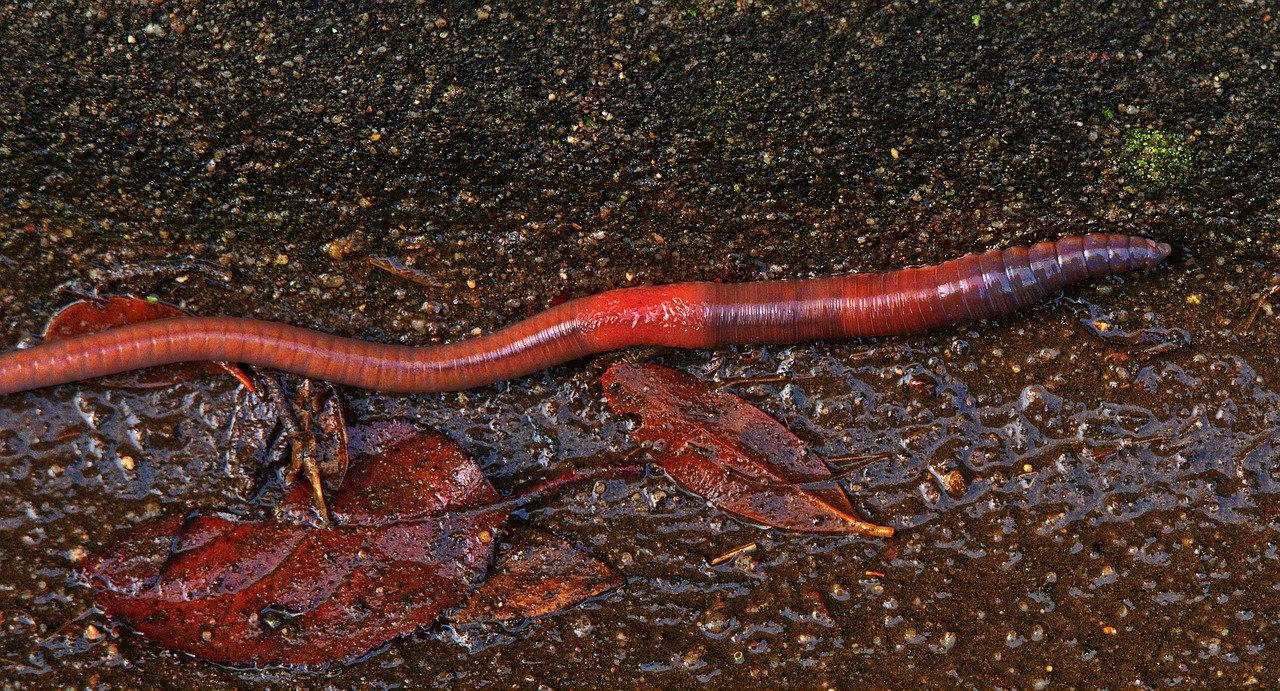 Is it true that if an earthworm is cut in half, two viable individuals will be obtained? - My, Worm, Earthworms, Reproduction, Zoology, Interesting, Informative, Проверка, Fight against pseudoscience, Longpost