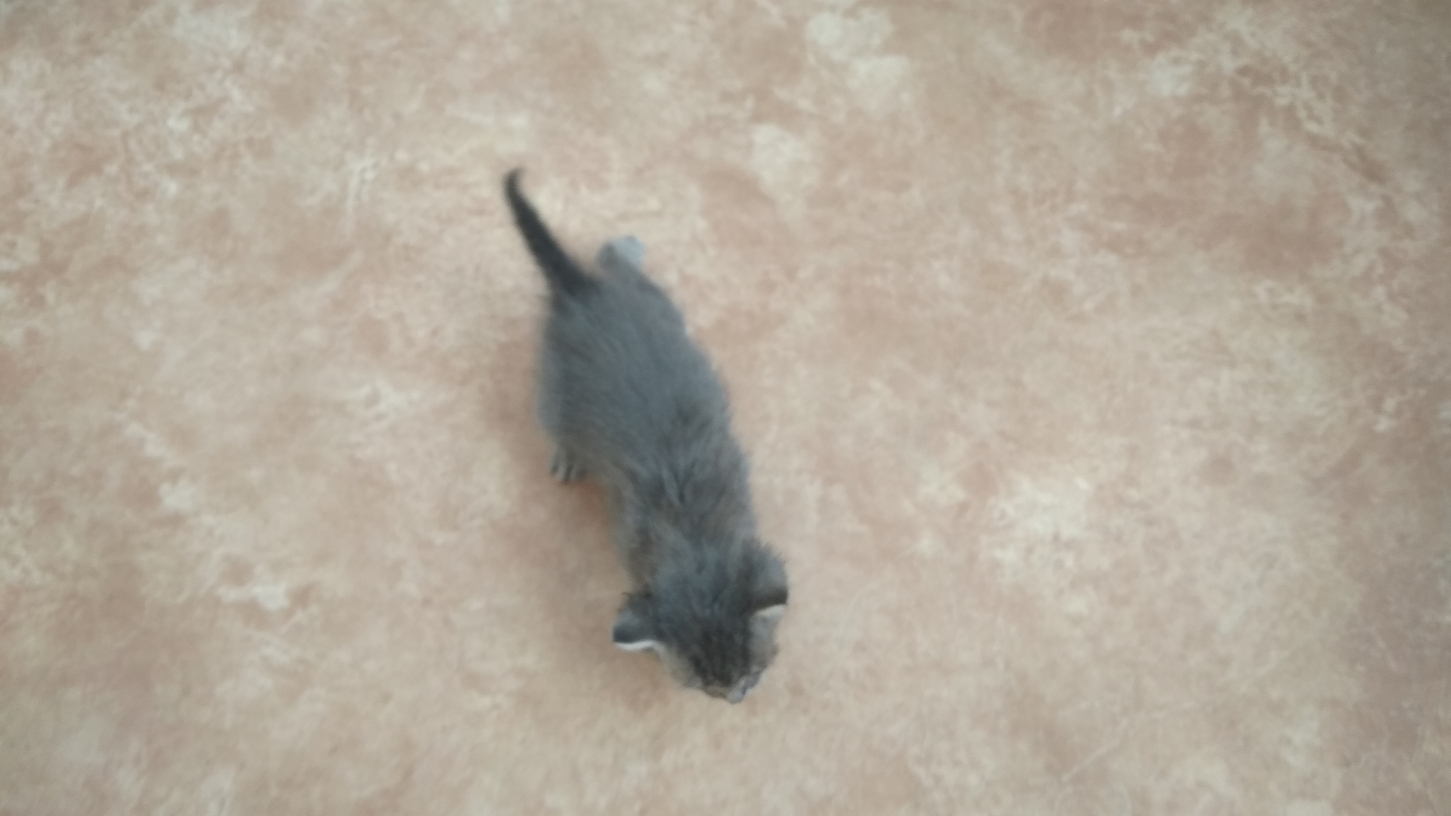 abandoned kittens - My, Kittens, Krasnoyarsk, In good hands, , cat, I will give, Thrown, Take away, No rating